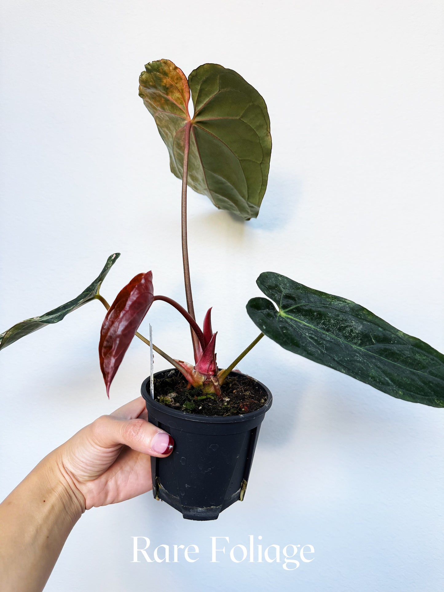 Anthurium (golden sunrise x kos pink) x (red vein dark phoenix) 4" Exact