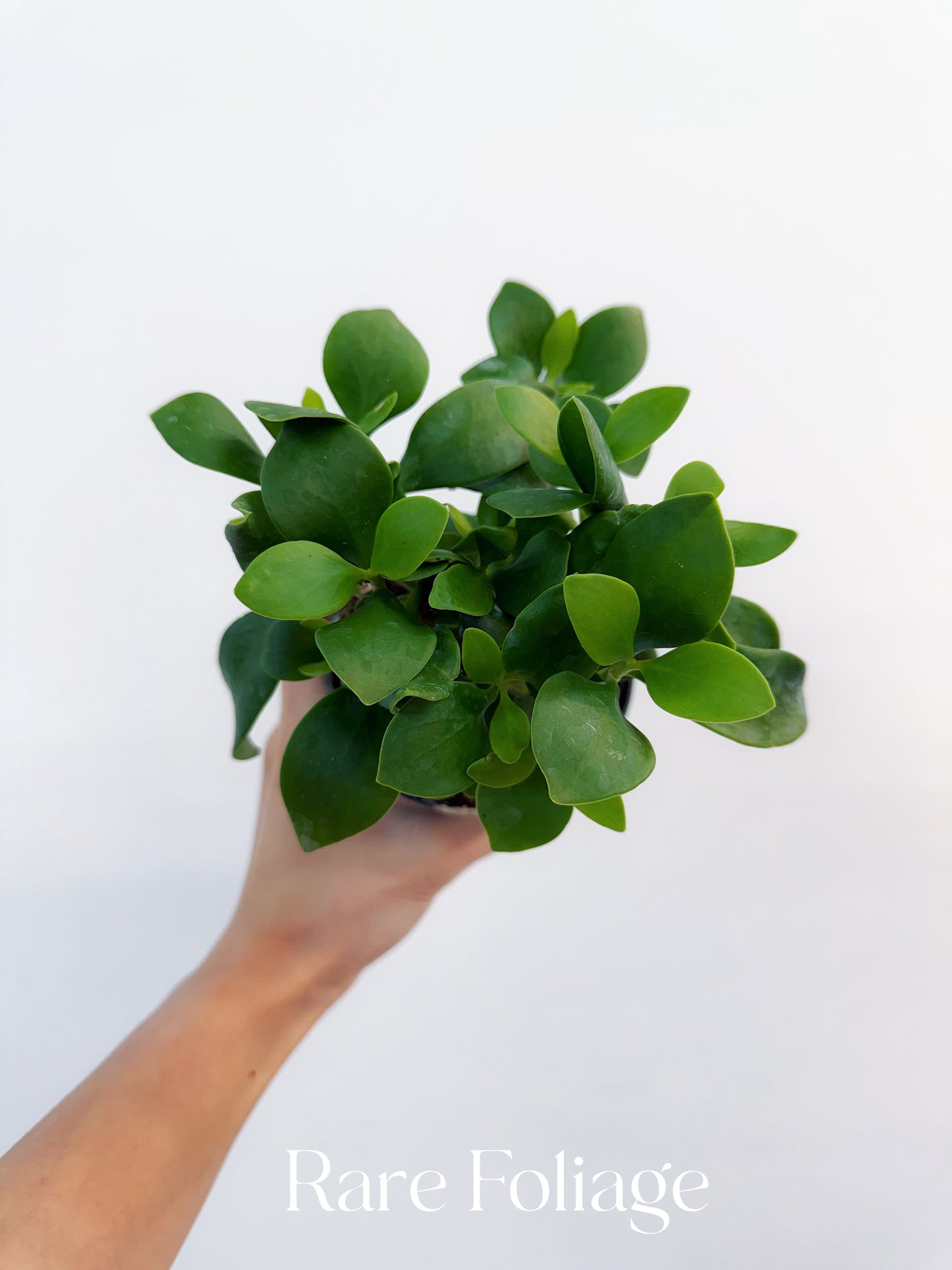 Hydnophytum Papuanum Ant Plant 4”