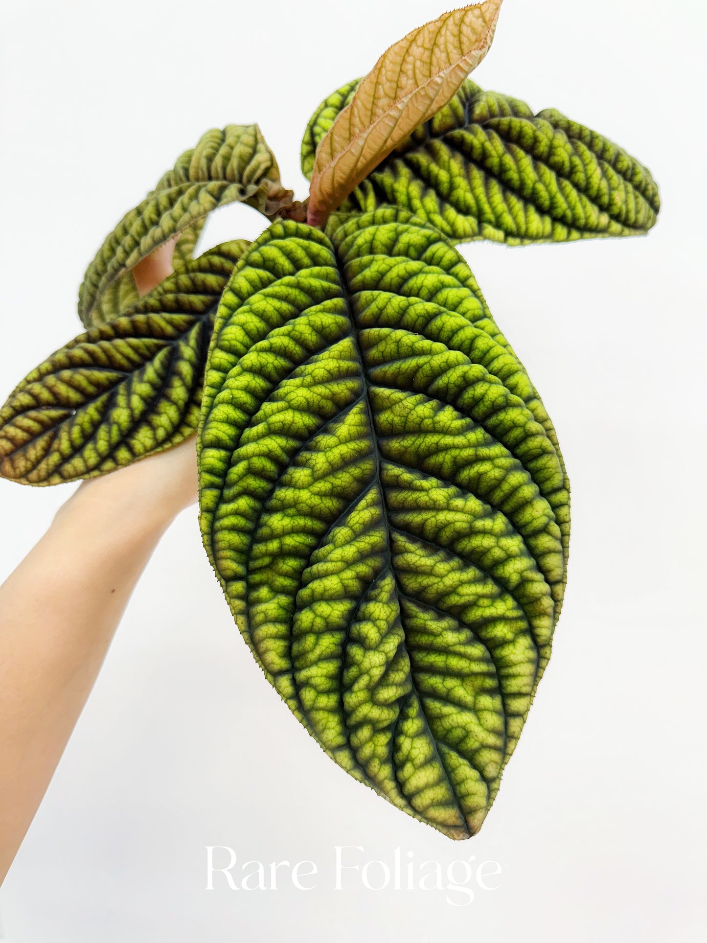 Ardisia ‘Cool Fire’ 4”