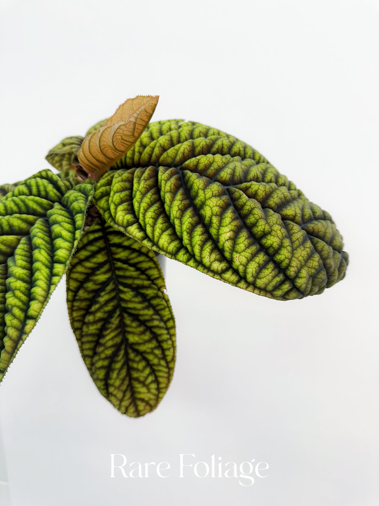 Ardisia ‘Cool Fire’ 4”