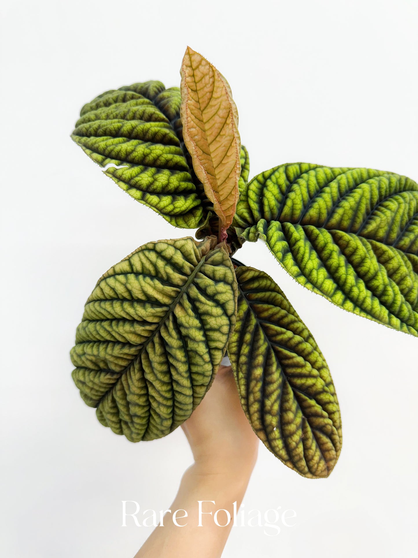 Ardisia ‘Cool Fire’ 4”
