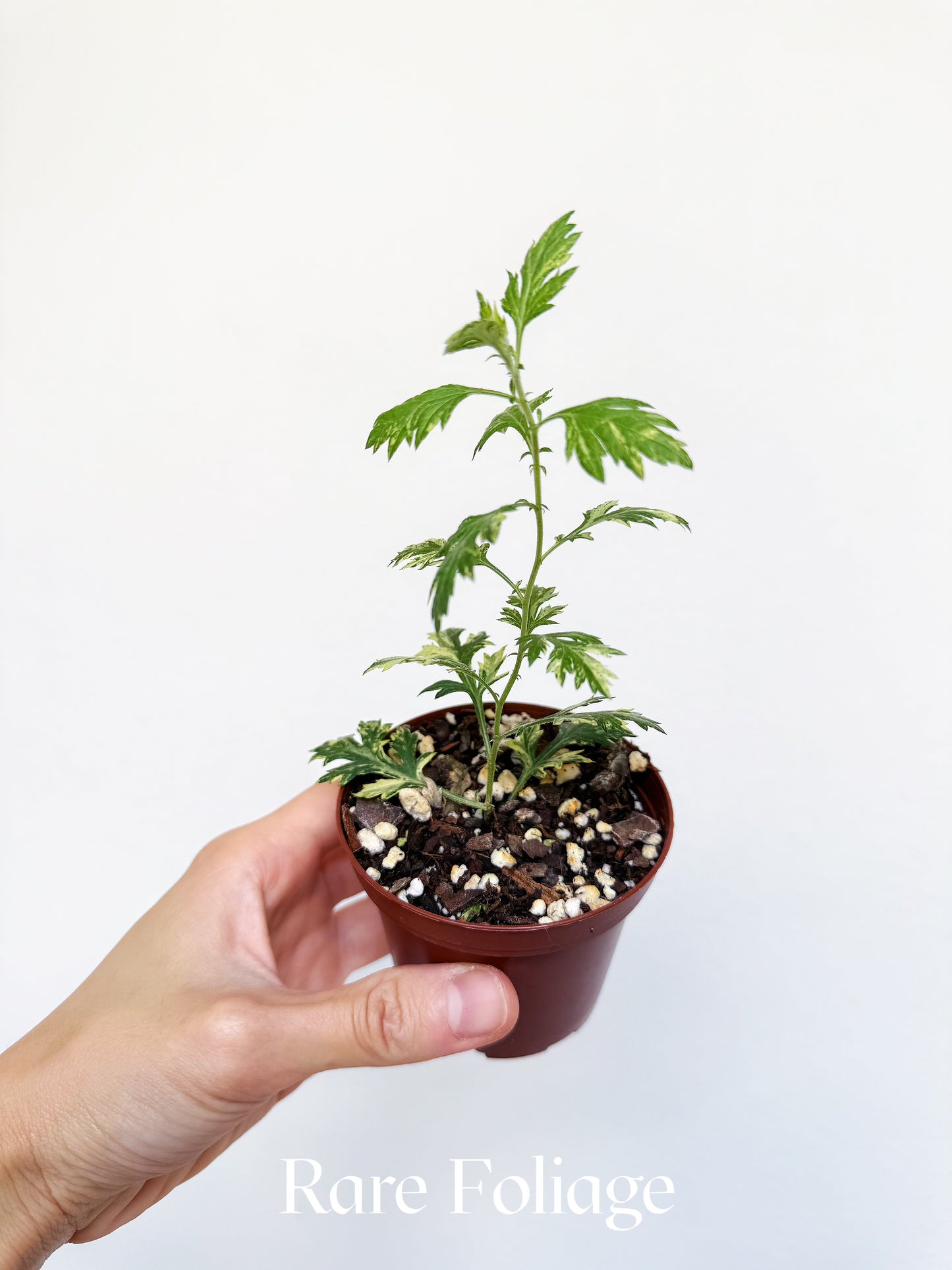 Artemisia Sp. Variegated 3"