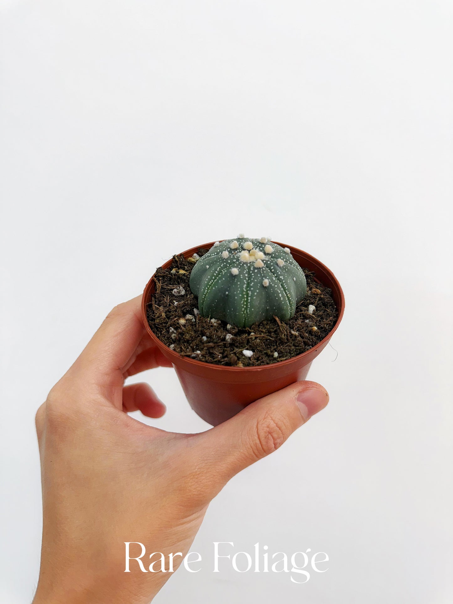 Astrophyllum Asterias Star Shape 3”