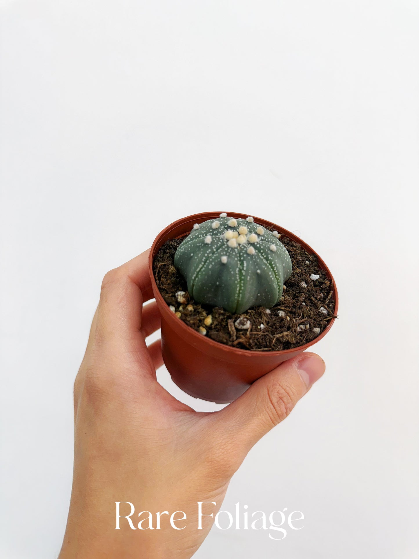 Astrophyllum Asterias Star Shape 3”