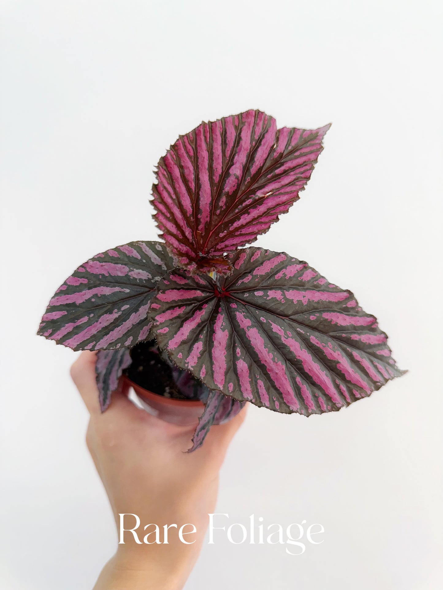 Begonia Brevirimosa 4”