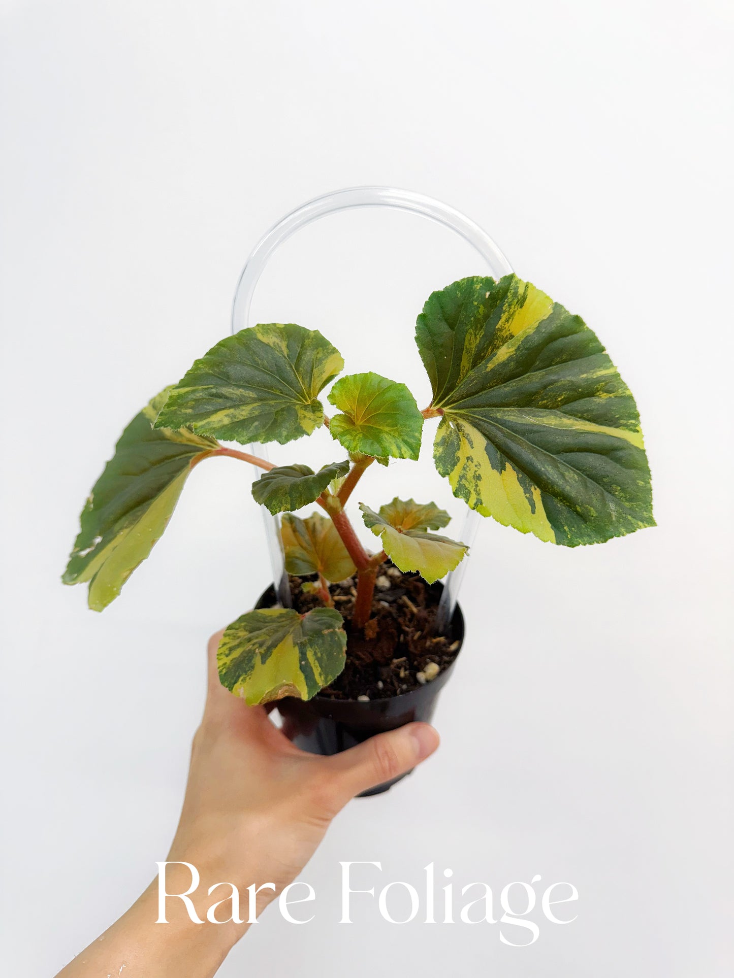Begonia Cucullata Variegated 4”