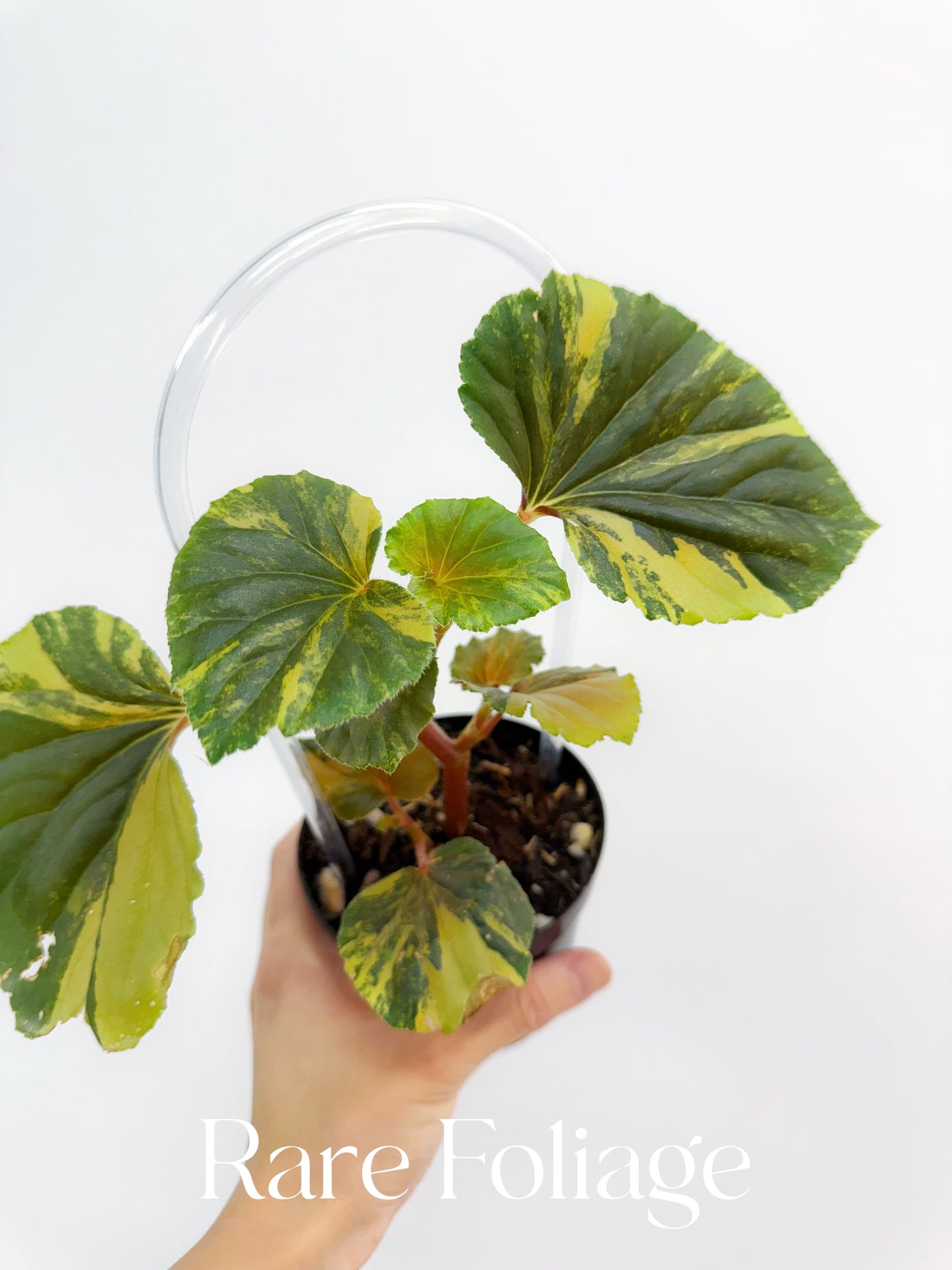 Begonia Cucullata Variegated 4”