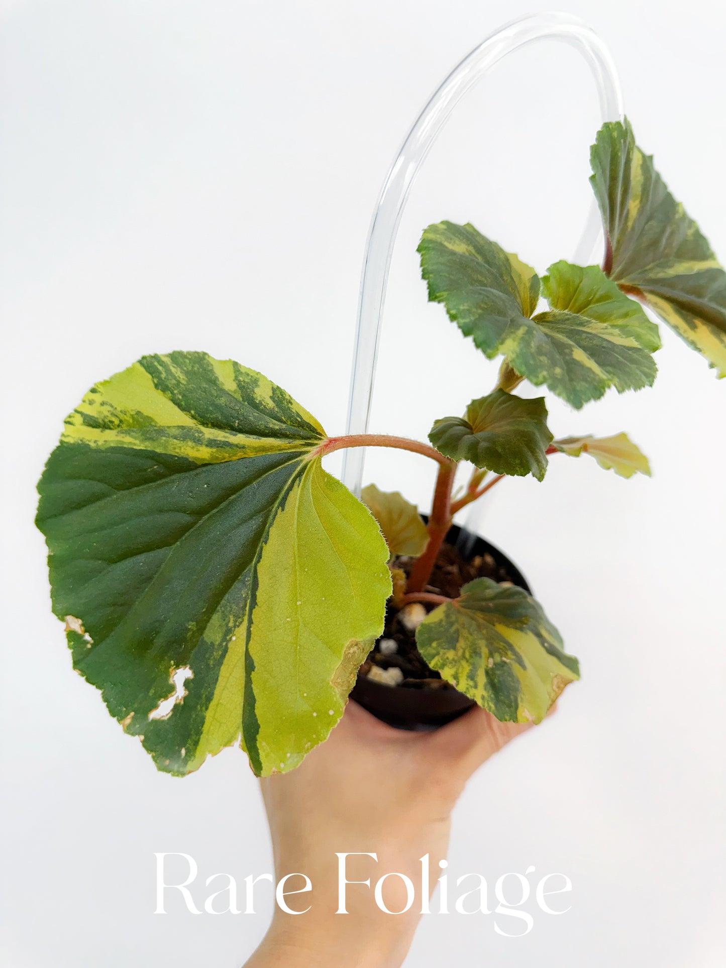 Begonia Cucullata Variegated 4”