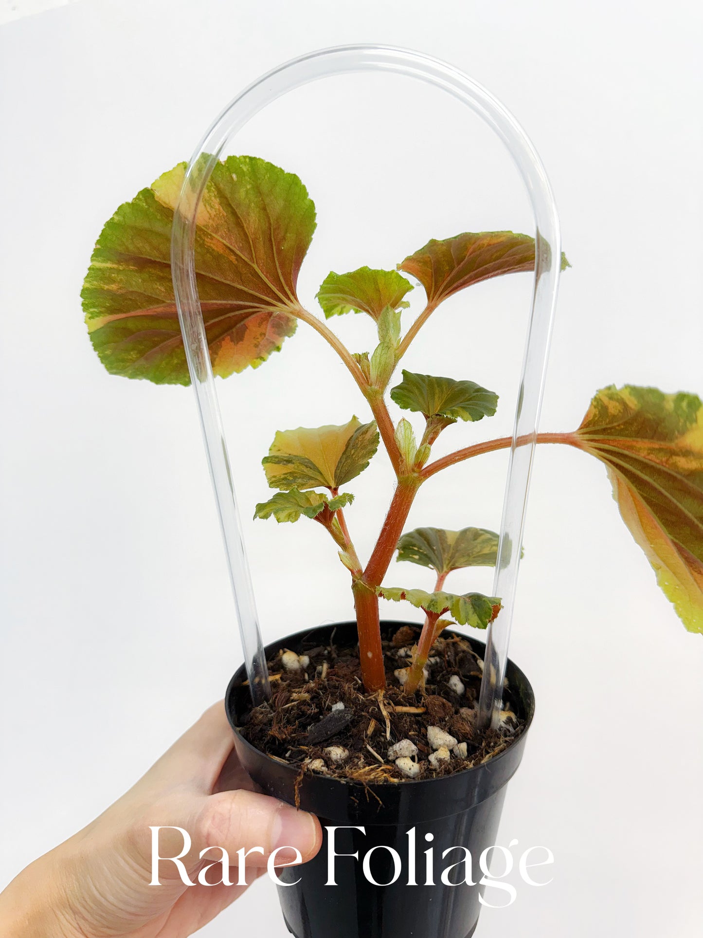 Begonia Cucullata Variegated 4”
