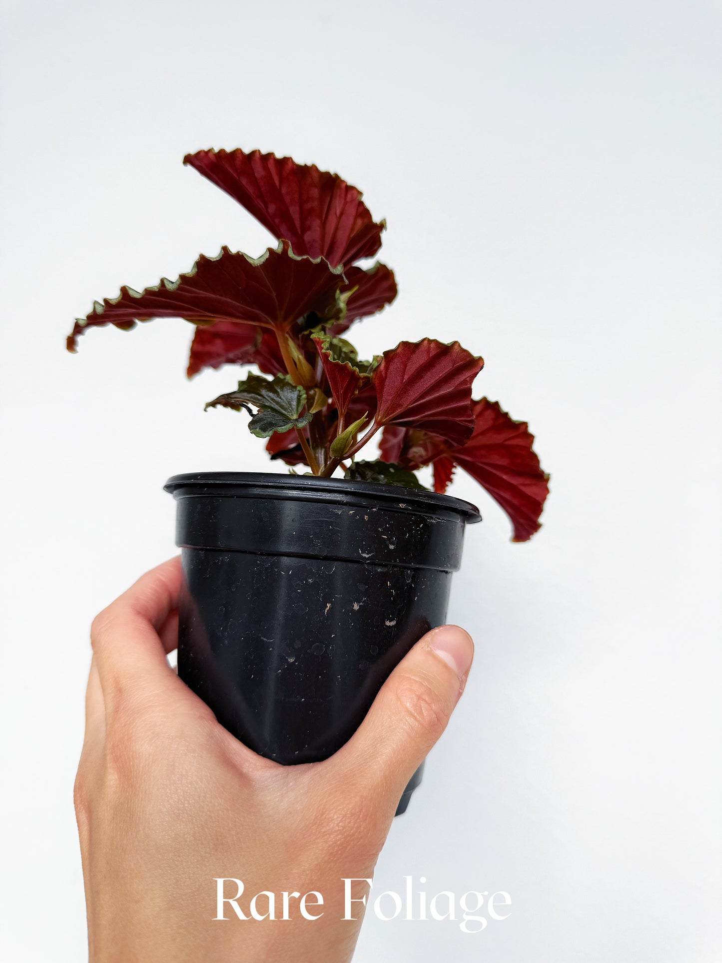 Begonia Darth Vader 4”