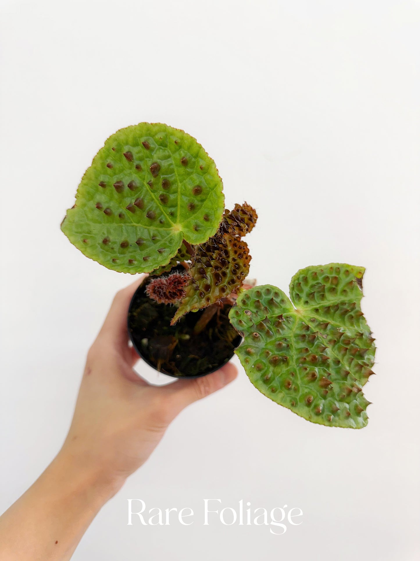 Begonia Ferox 3"