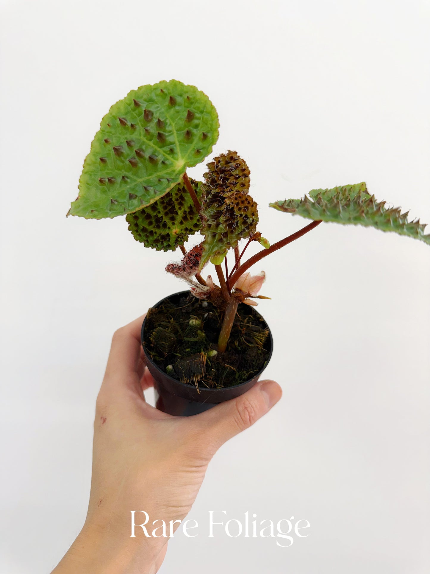 Begonia Ferox 3"