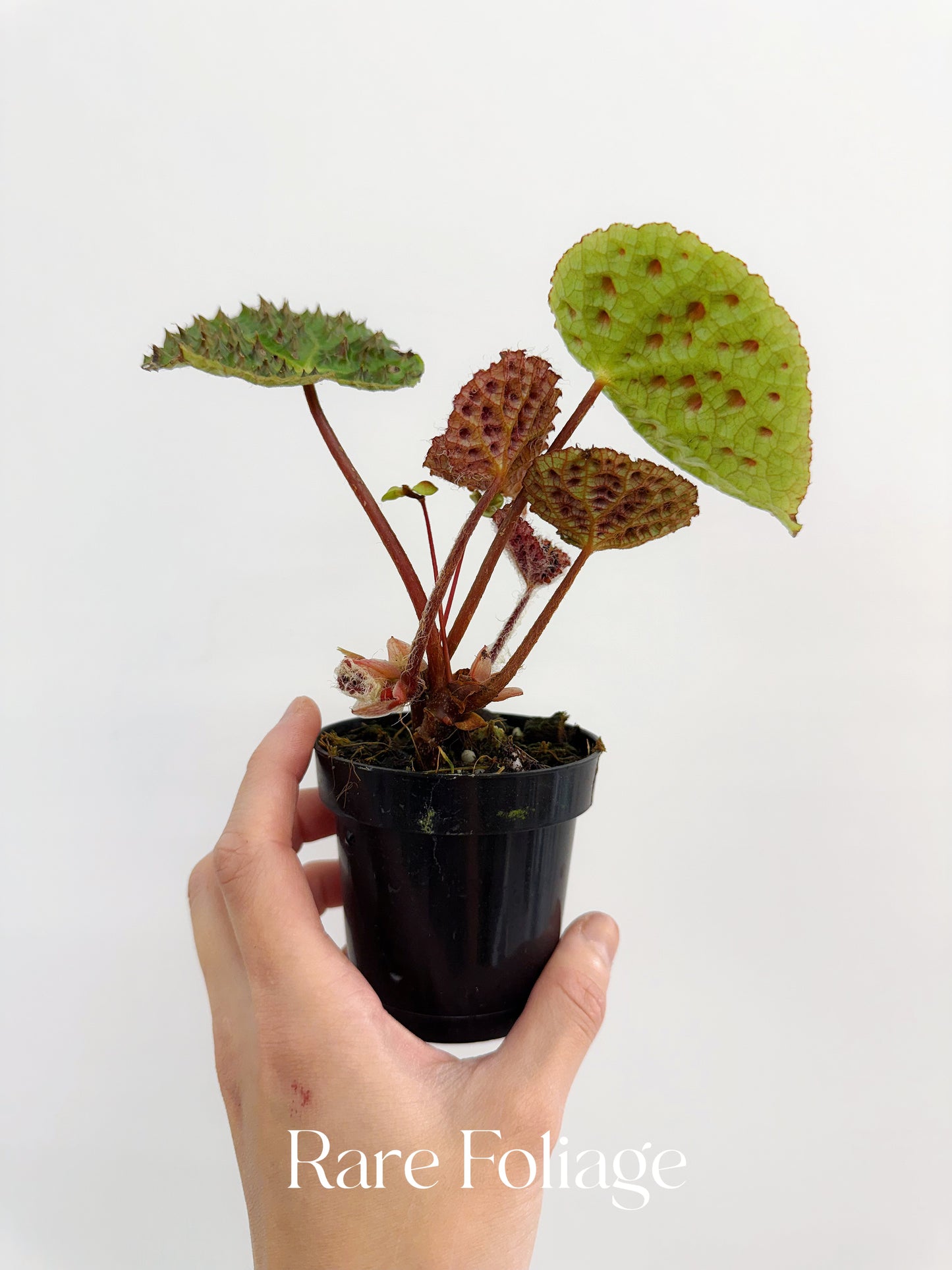 Begonia Ferox 3"
