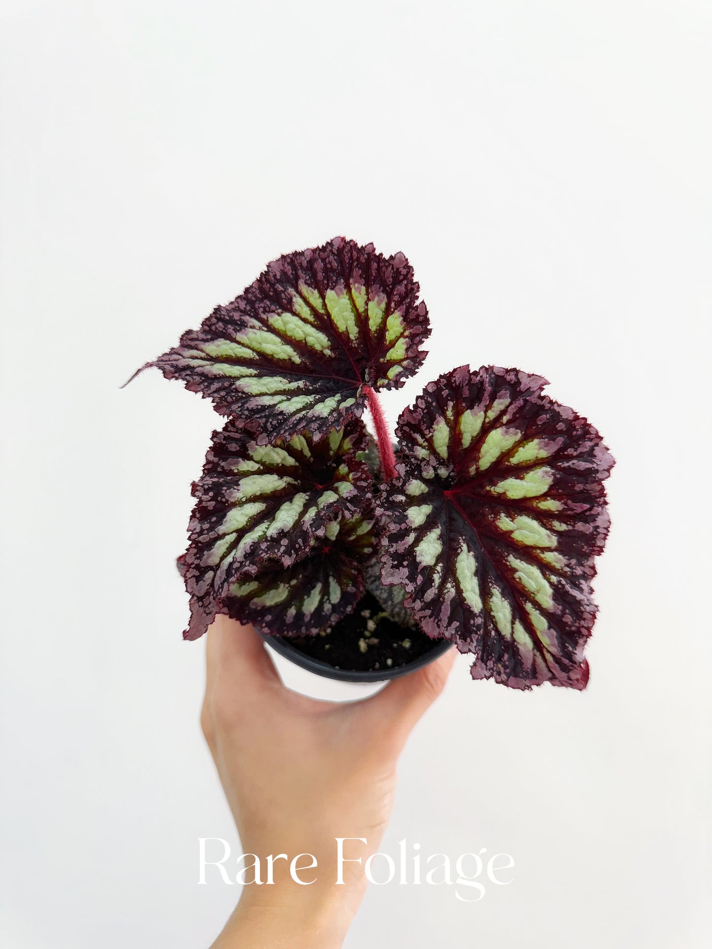 Begonia Fireworks 4”