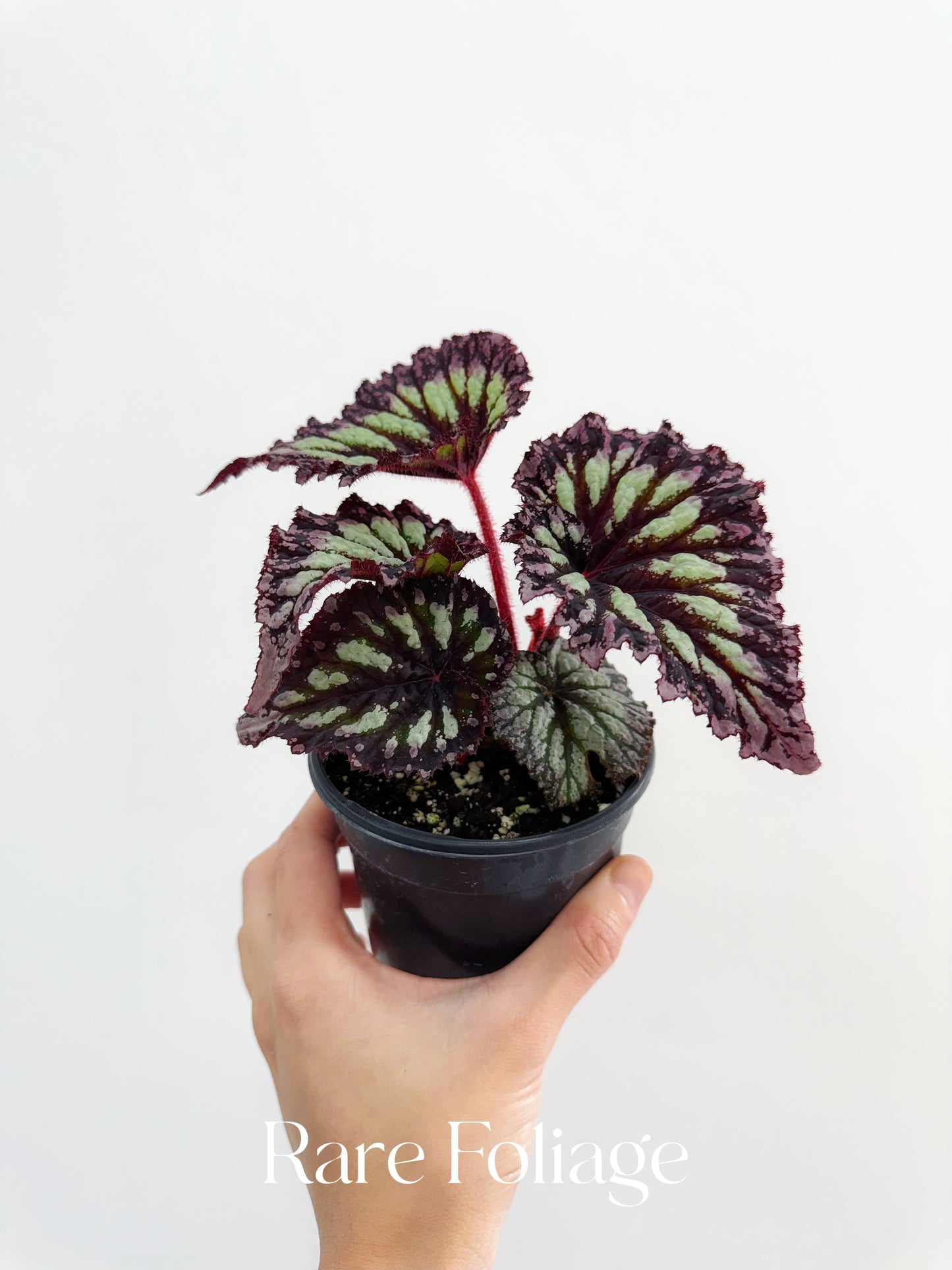 Begonia Fireworks 4”