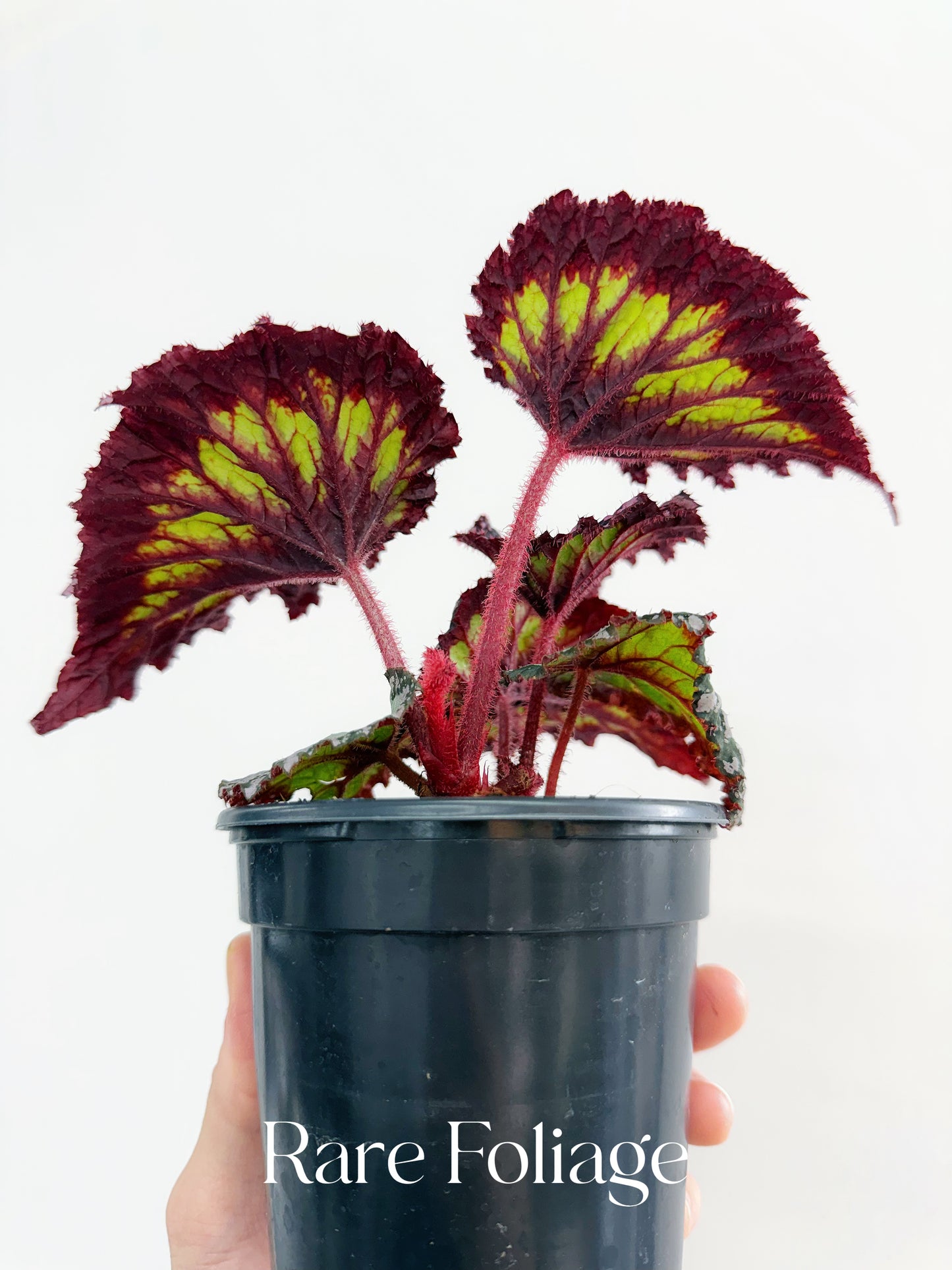 Begonia Fireworks 4”