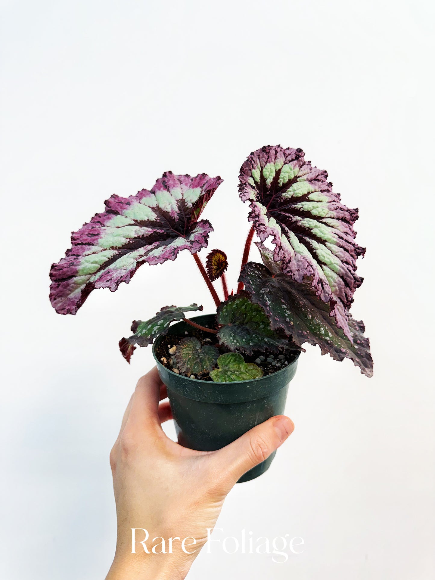 Begonia Fireworks 4”