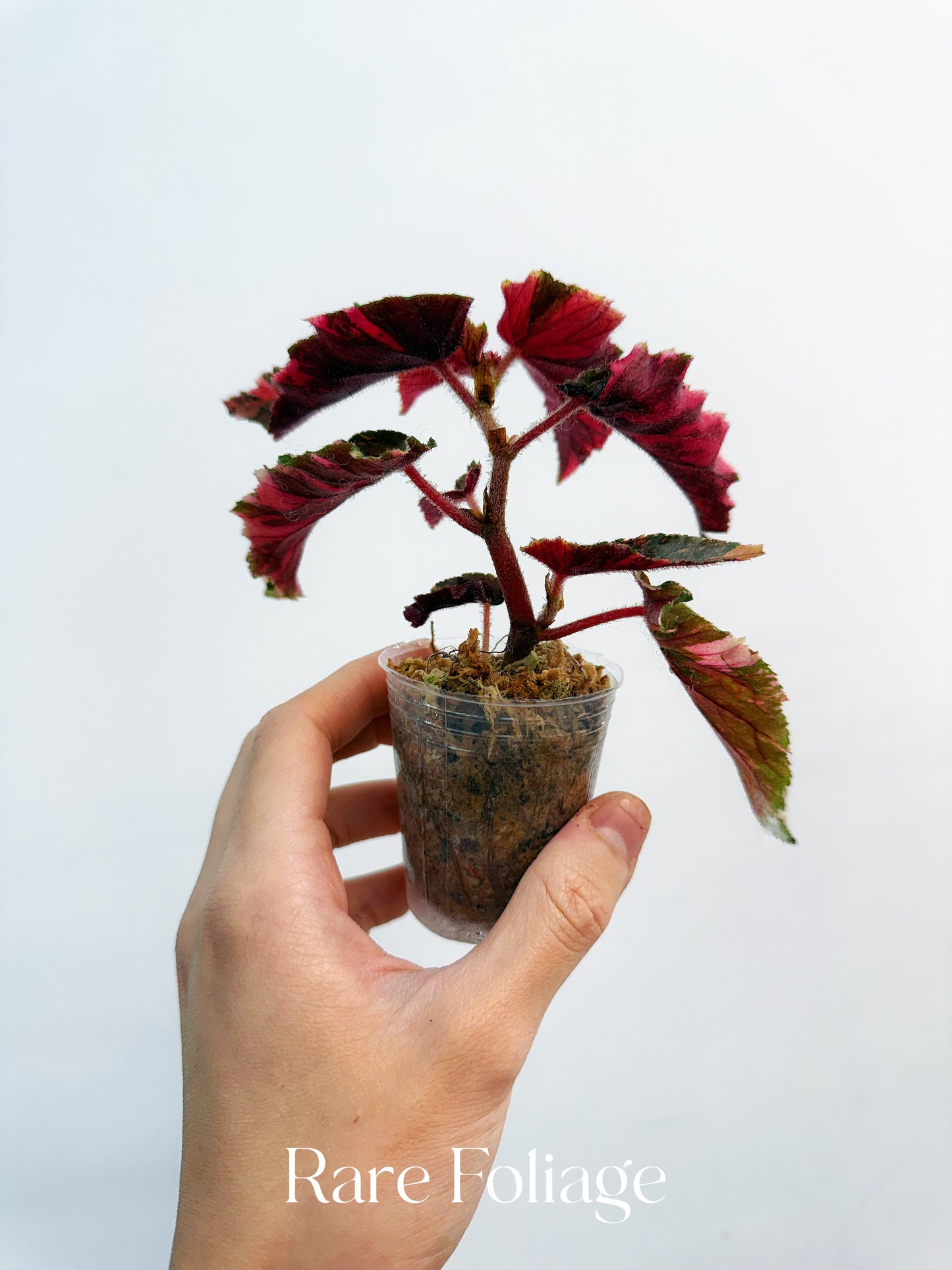 Begonia Ginny Galaxy Variegated 2”