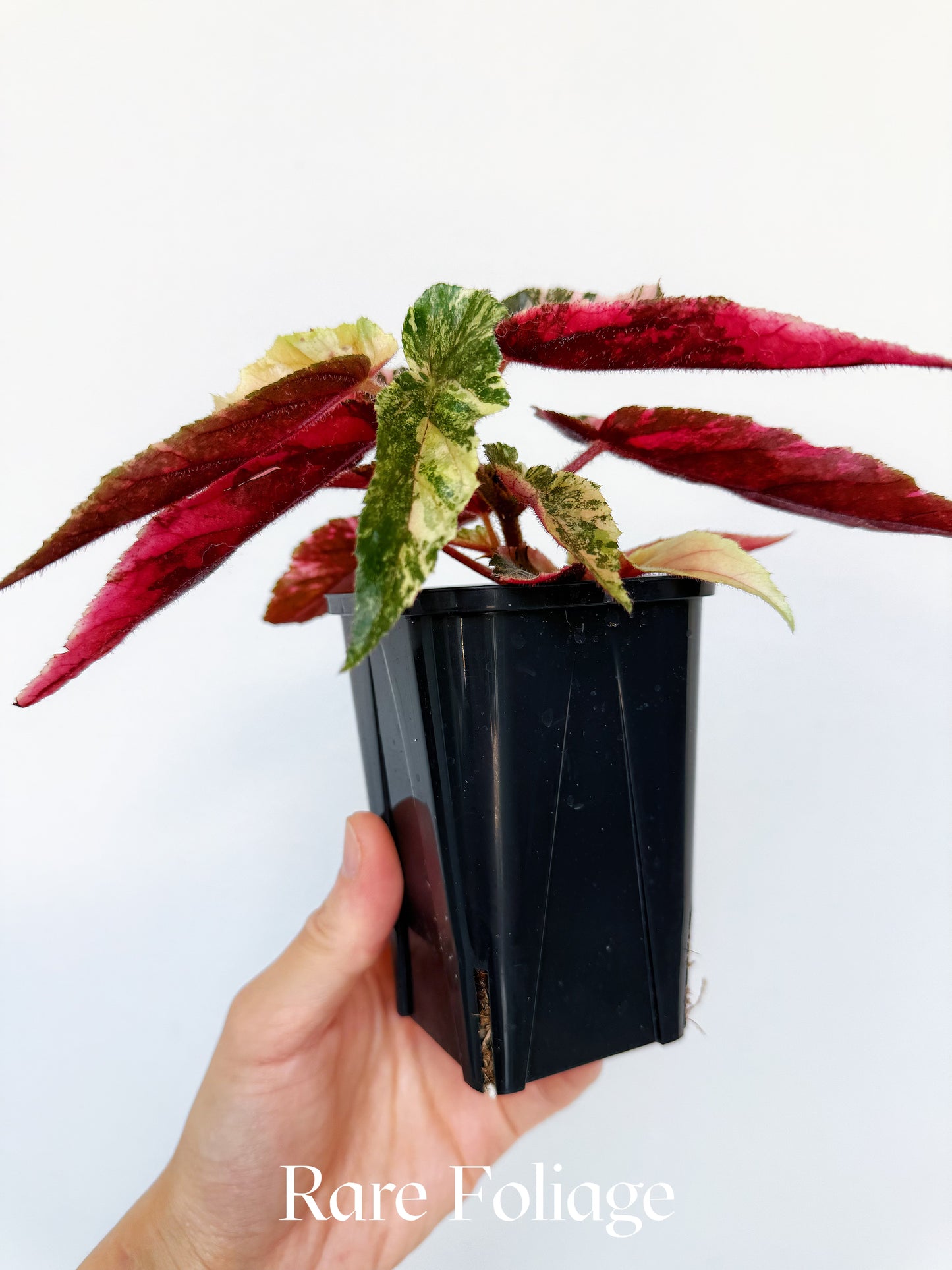 Begonia Ginny Galaxy Pink Variegated 3” Exact Plant