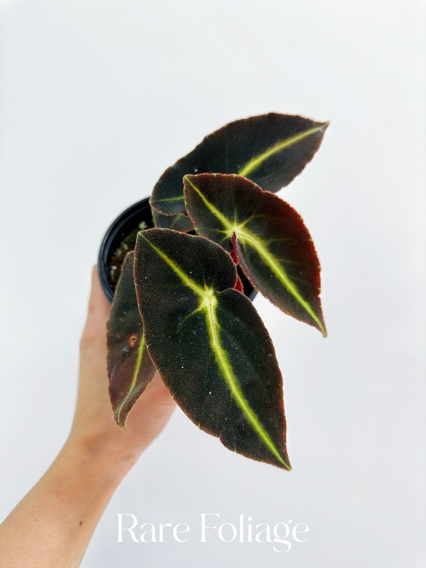 Begonia Listada 4”