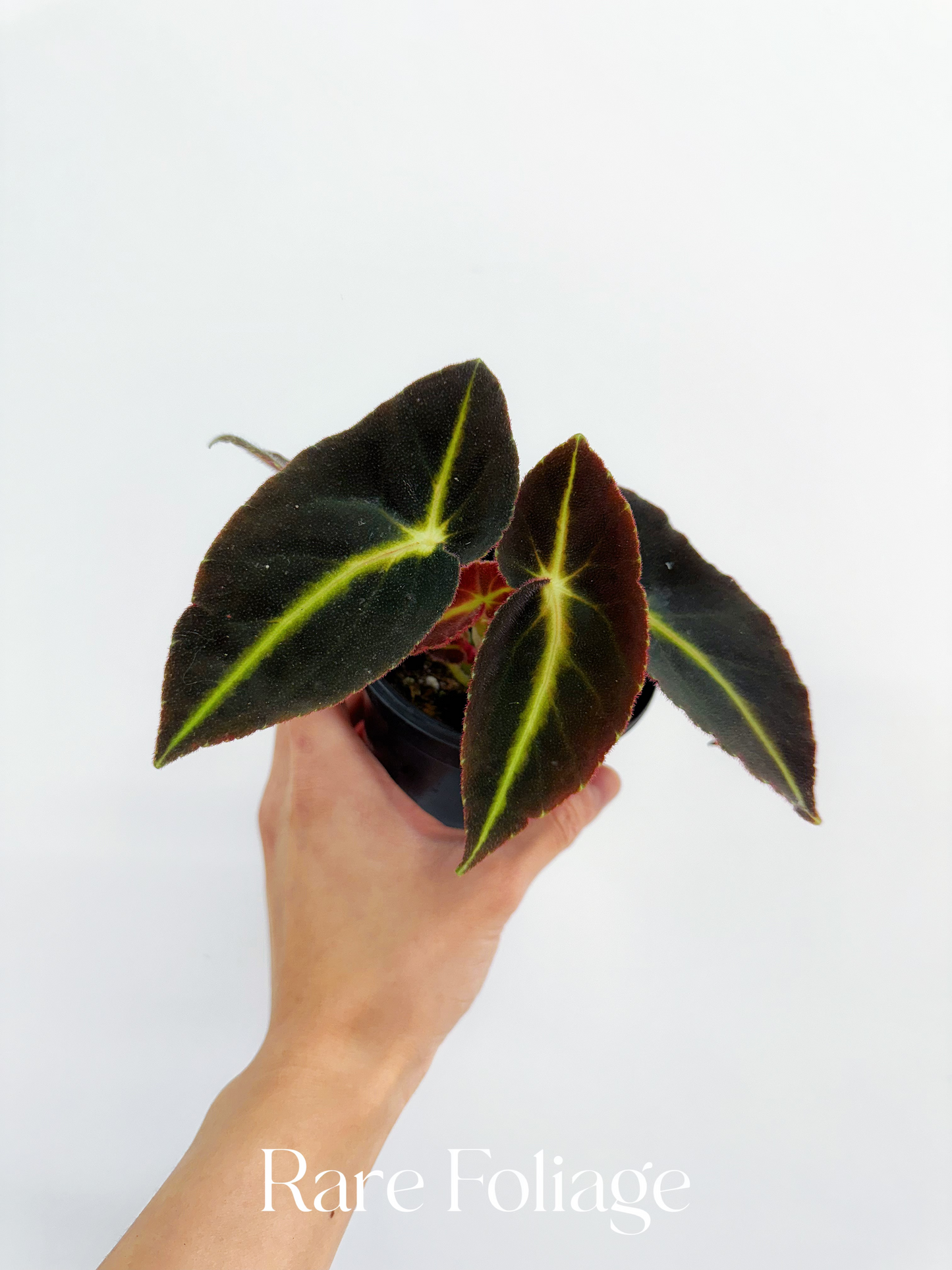 Begonia Listada 4”