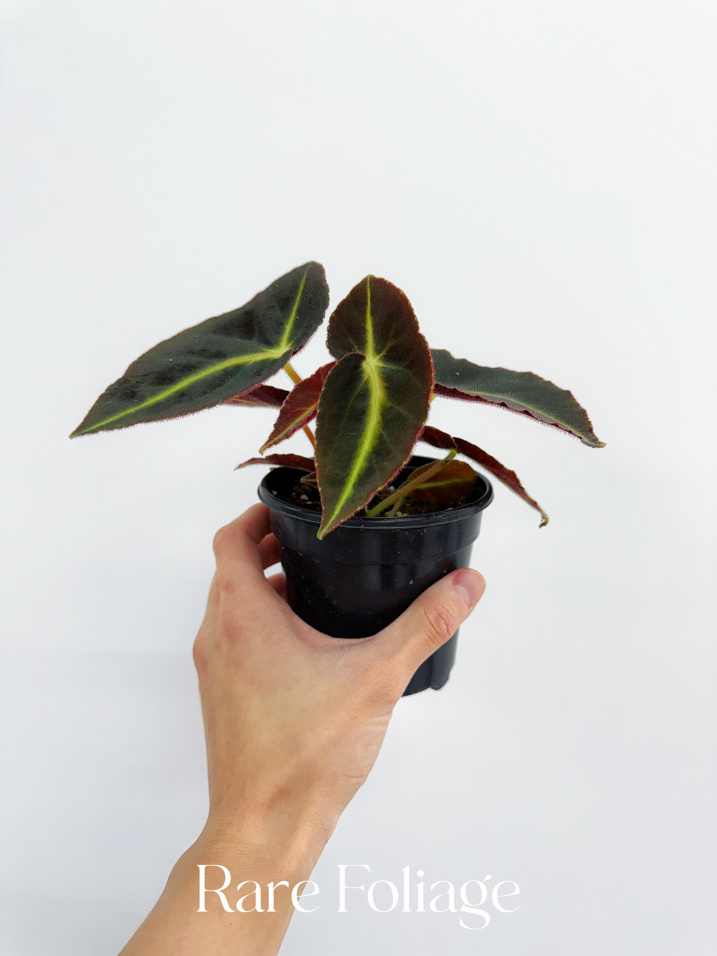 Begonia Listada 4”