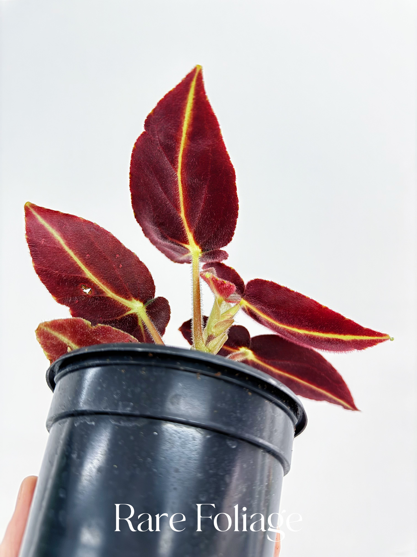 Begonia Listada 4”