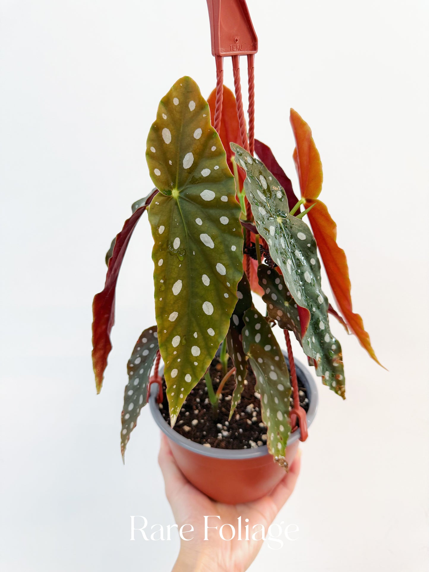 Begonia Maculata 6” Hanging Basket