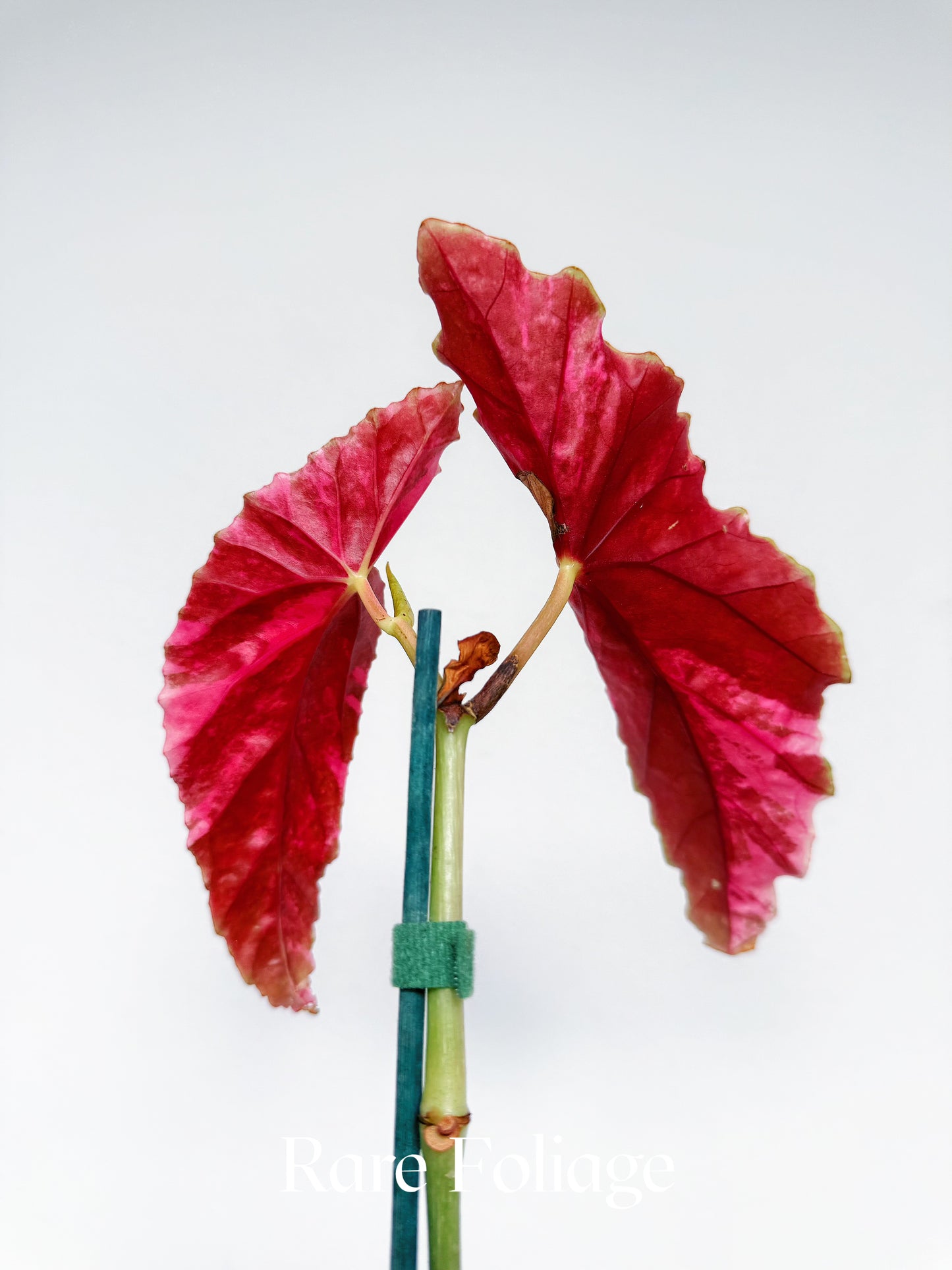 Begonia Maculata Pink Variegated 3” Exact Plant