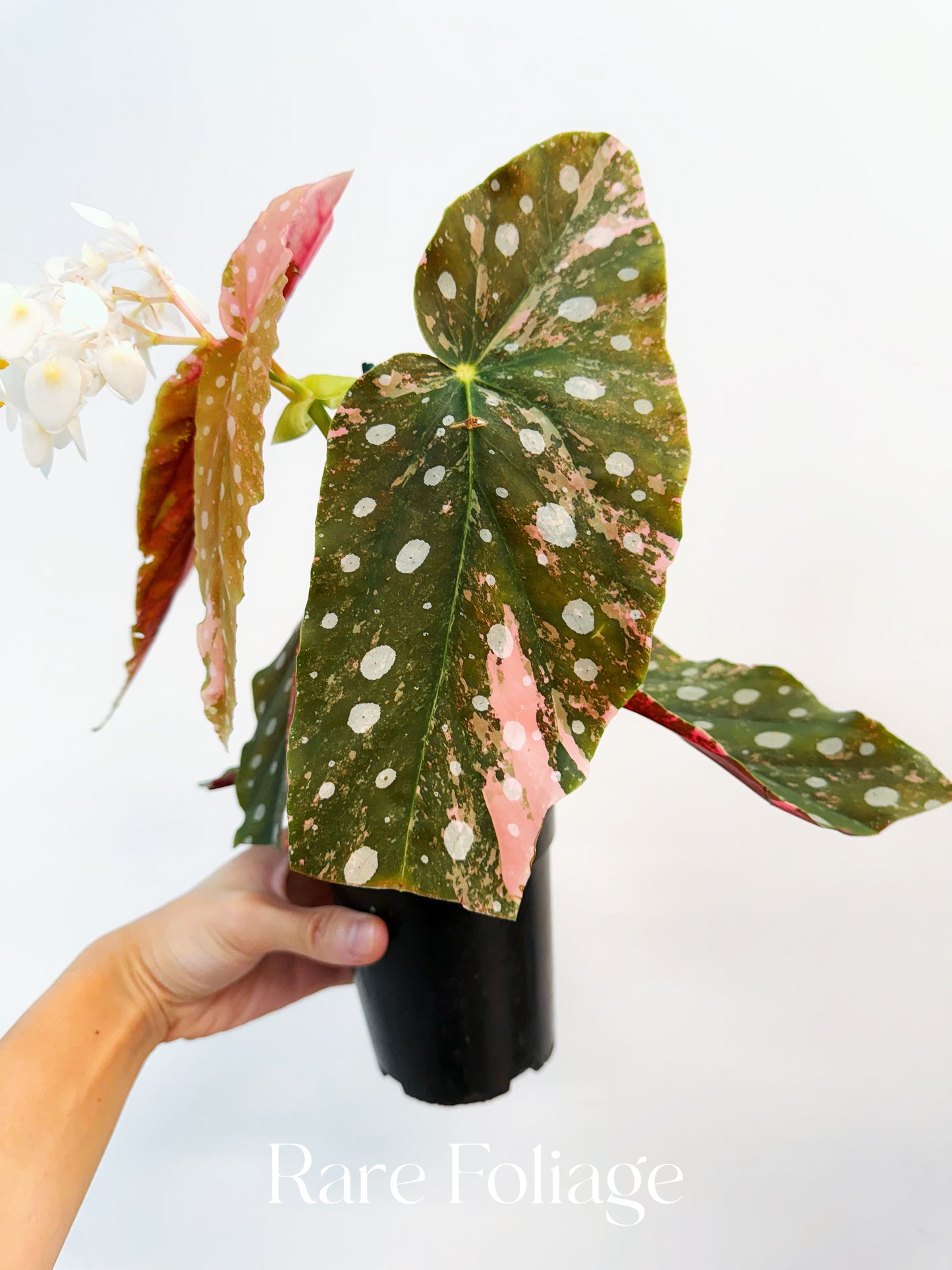 Begonia Maculata Pink Variegated 4” Exact Plant