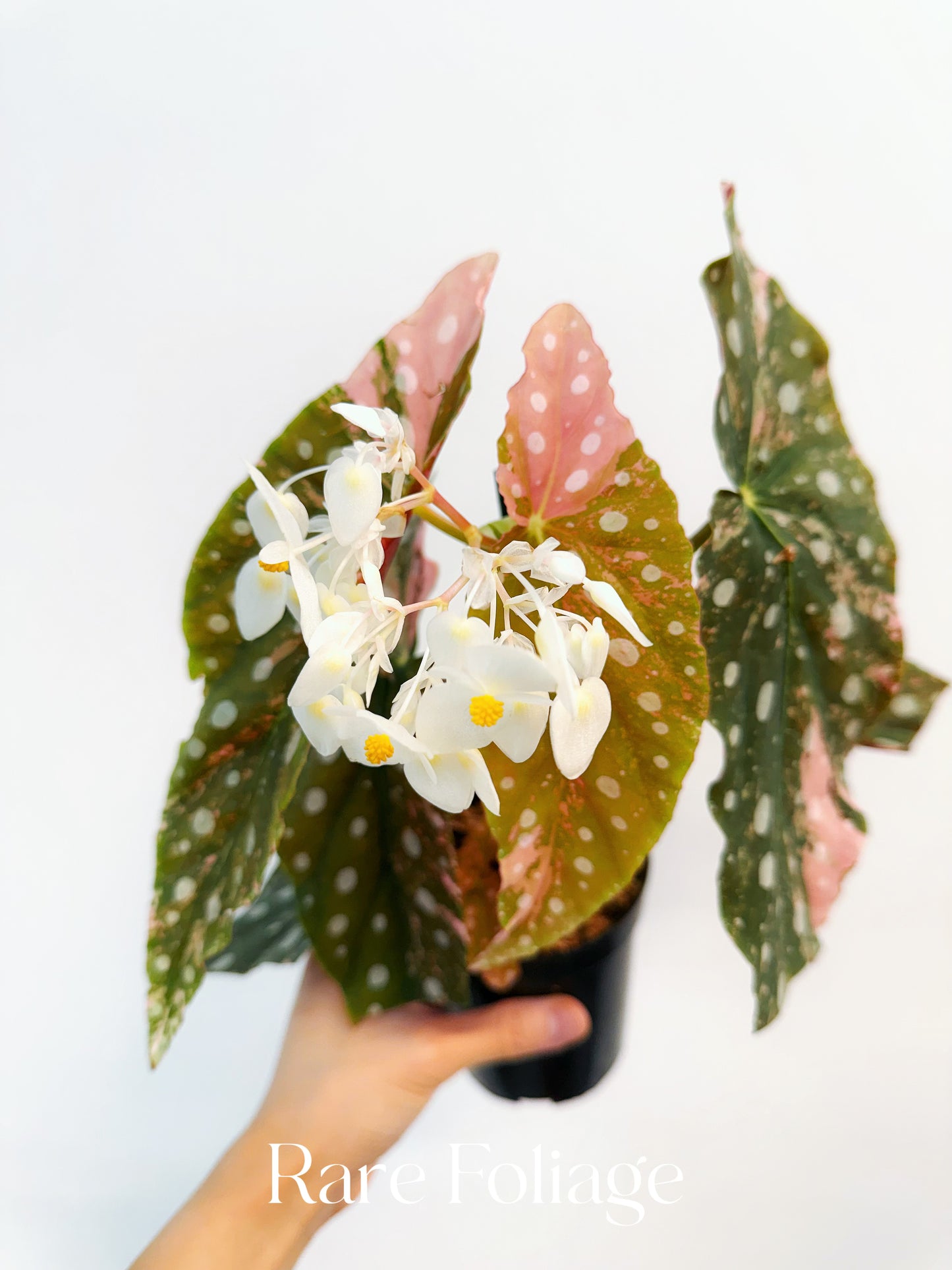 Begonia Maculata Pink Variegated 4” Exact Plant