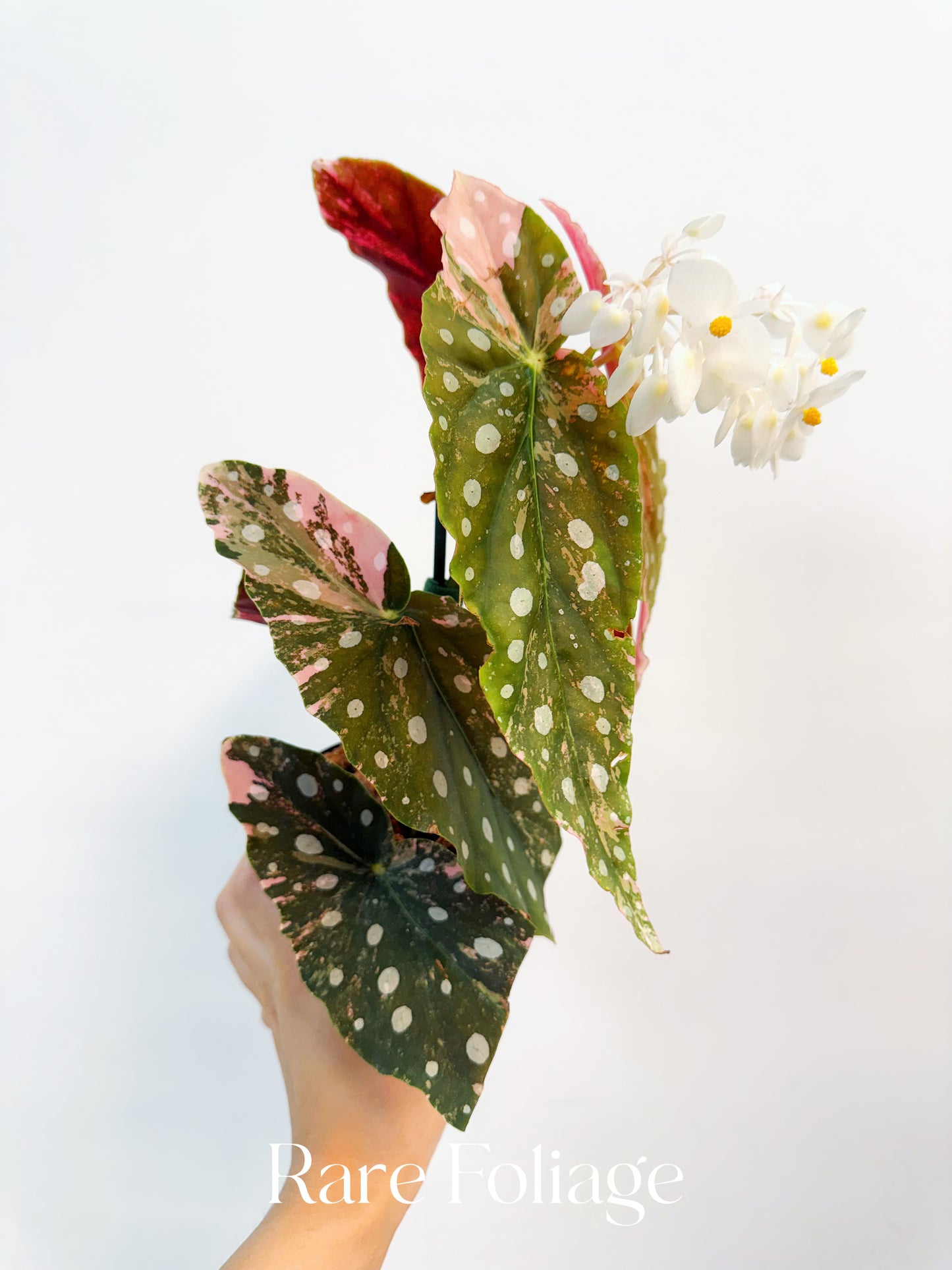 Begonia Maculata Pink Variegated 4” Exact Plant