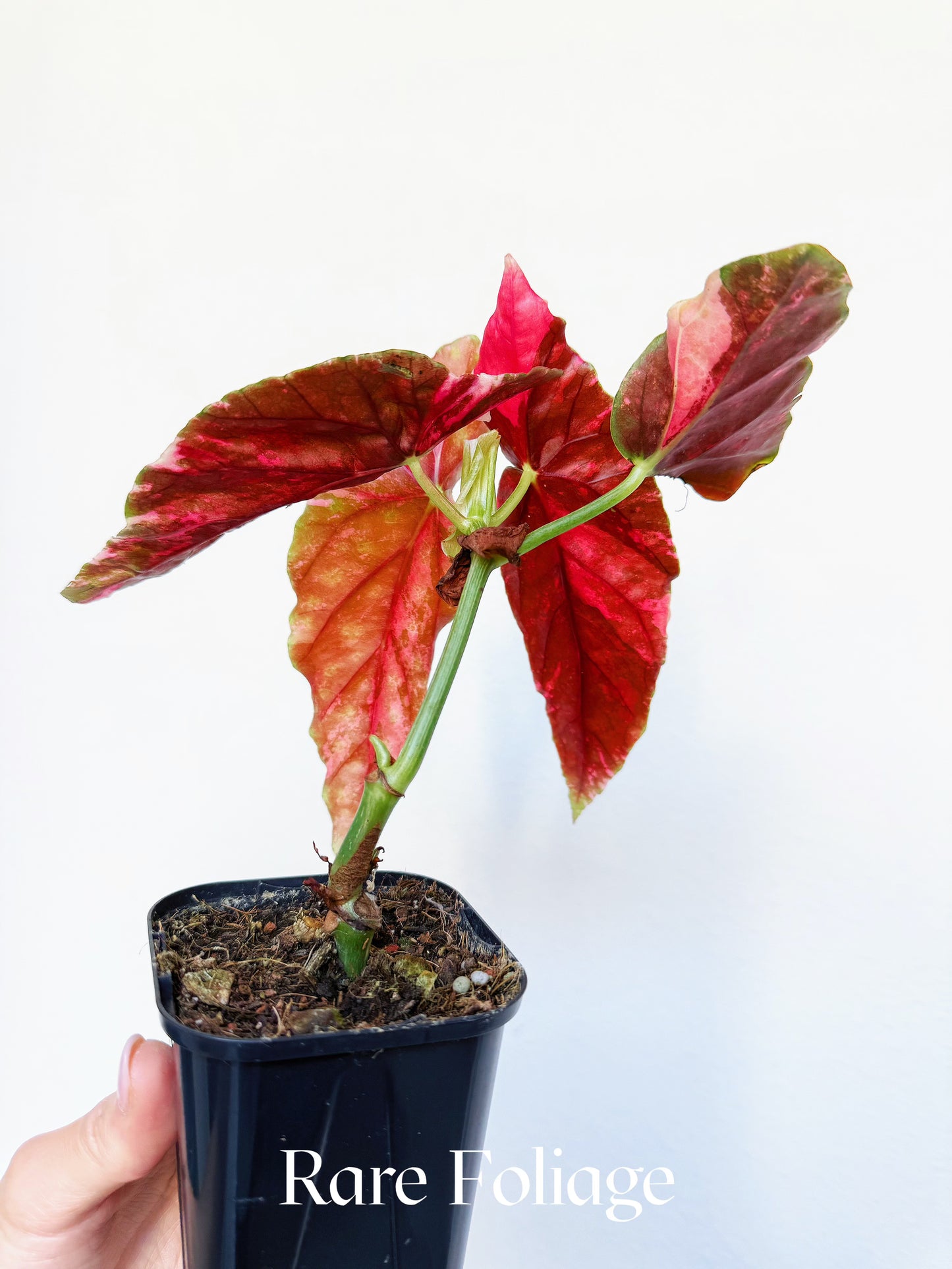 Begonia Maculata Pink Variegated 4” Exact Plant