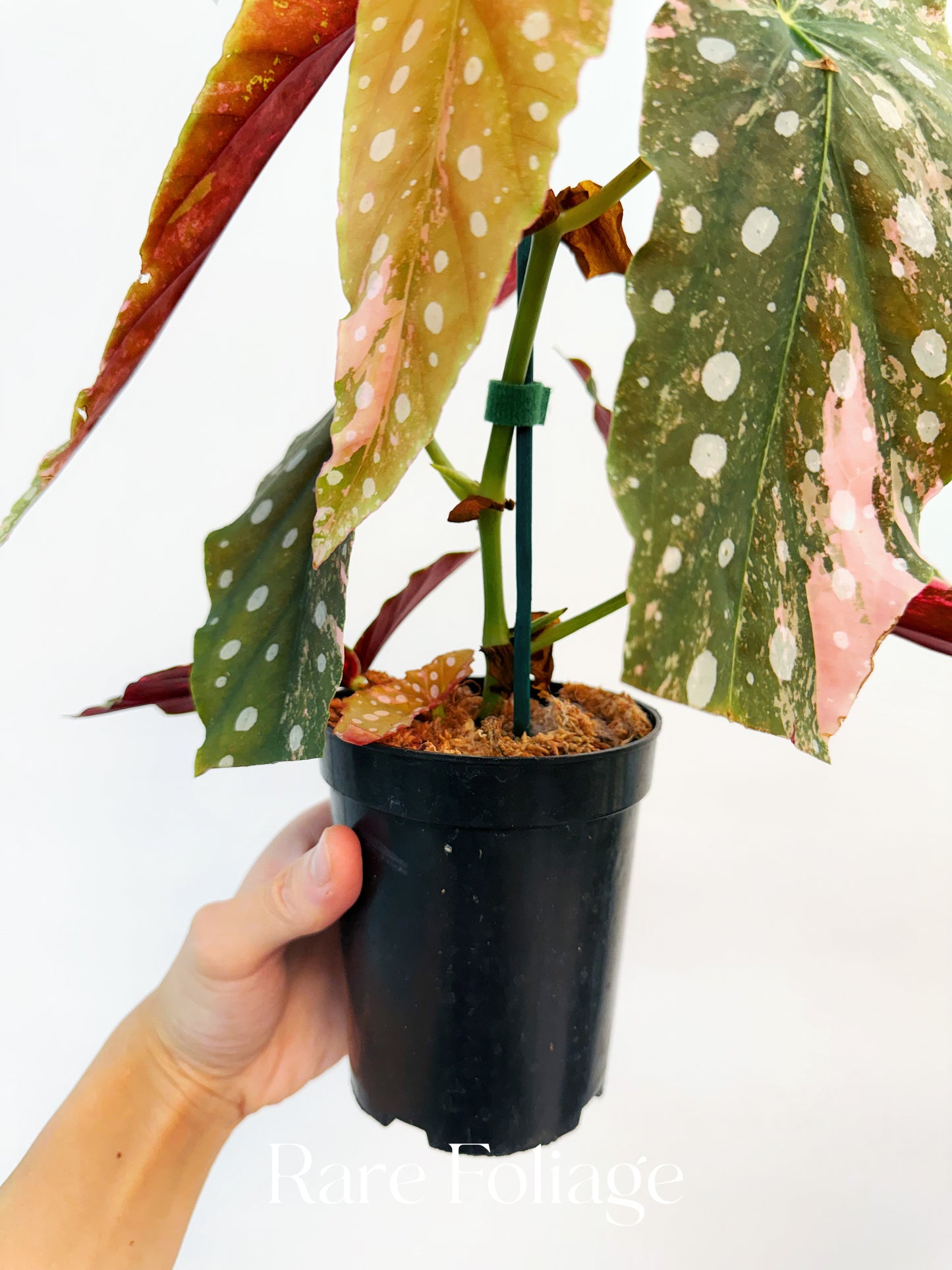 Begonia Maculata Pink Variegated 4” Exact Plant