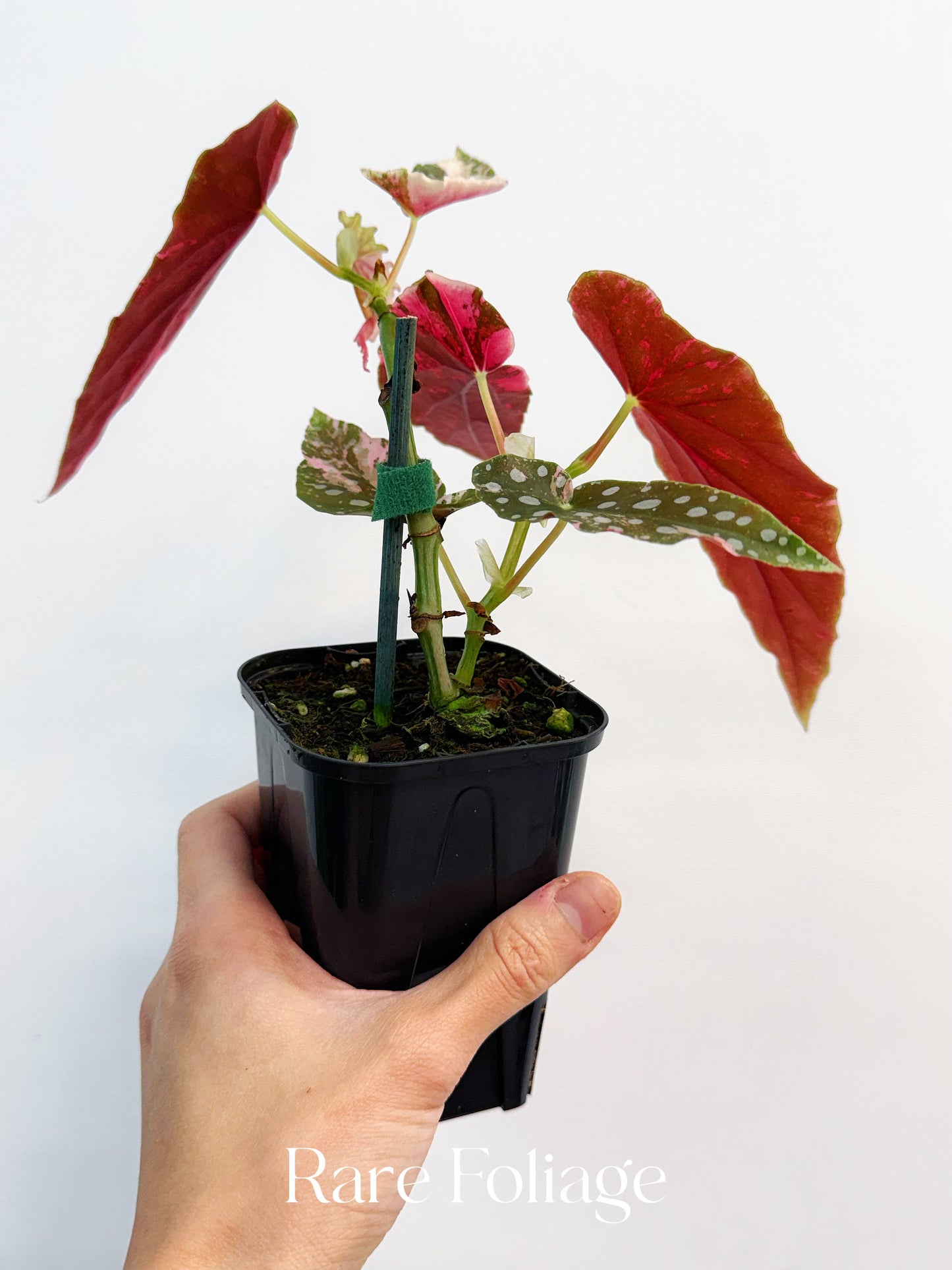 Begonia Maculata Pink Variegated 4” Exact Plant