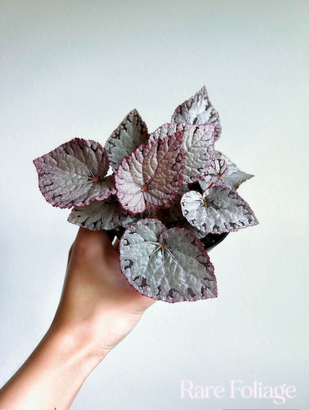 Begonia Silver Dollar 4”