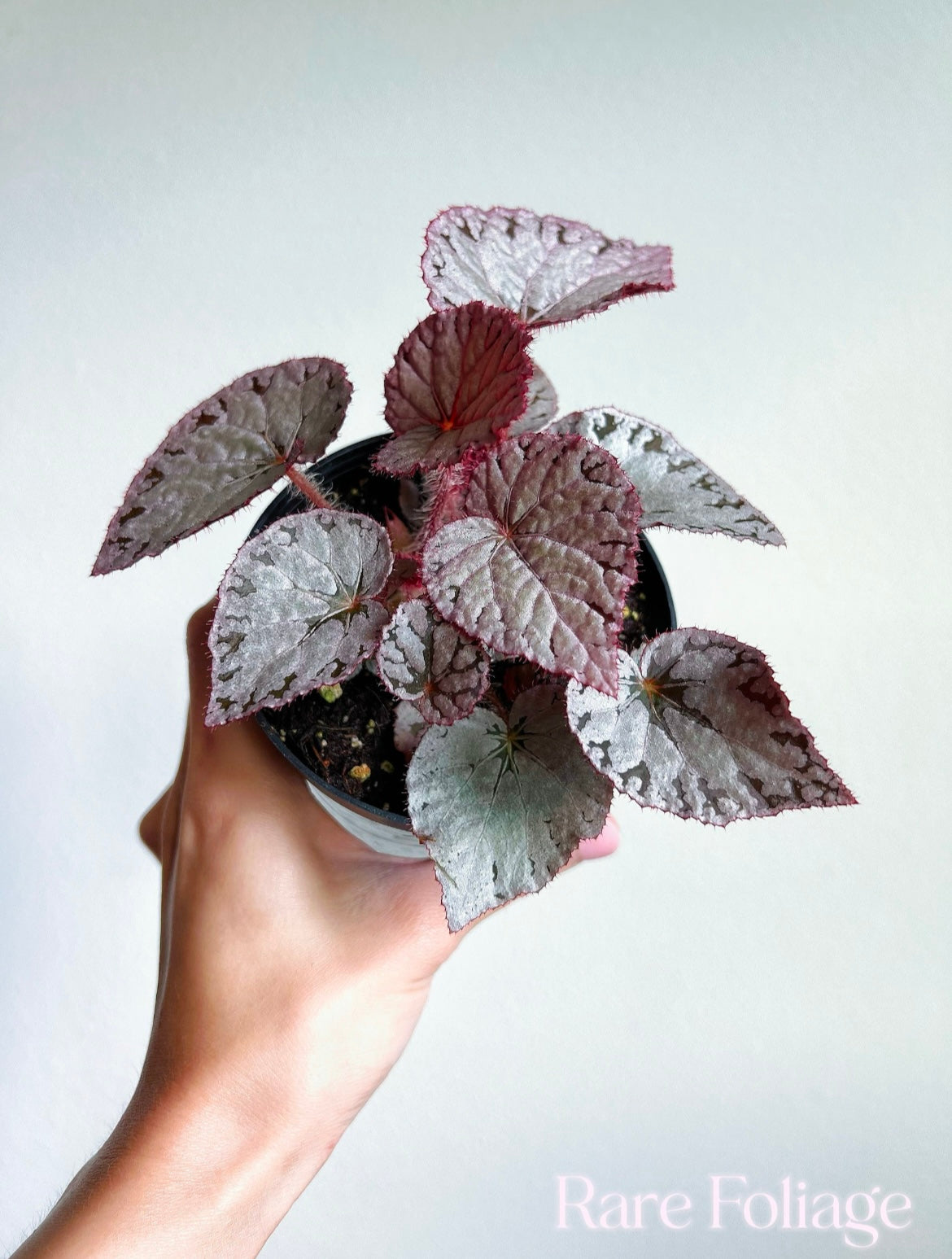Begonia Silver Dollar 4”