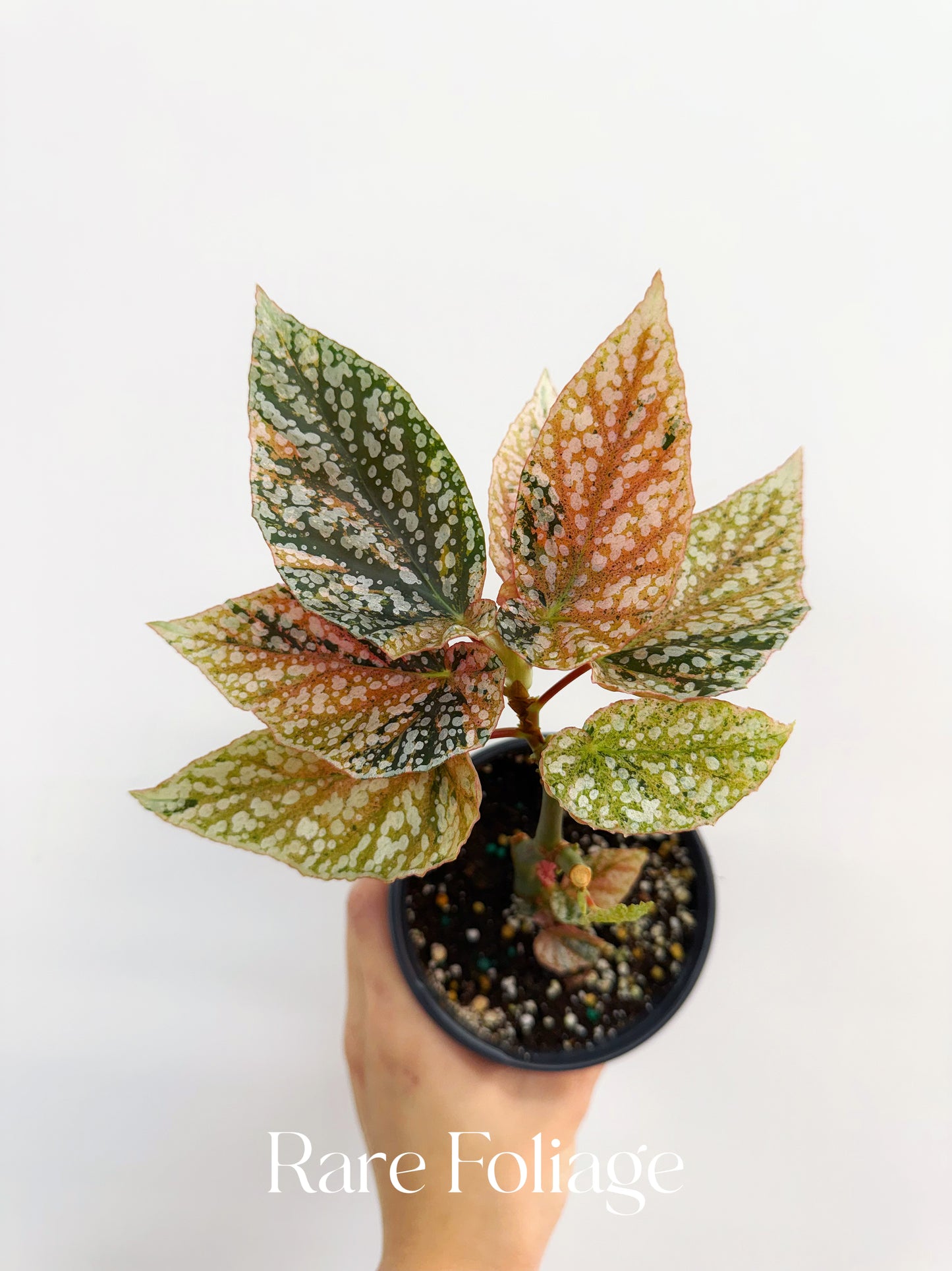 Begonia Snow Capped Variegated 4”
