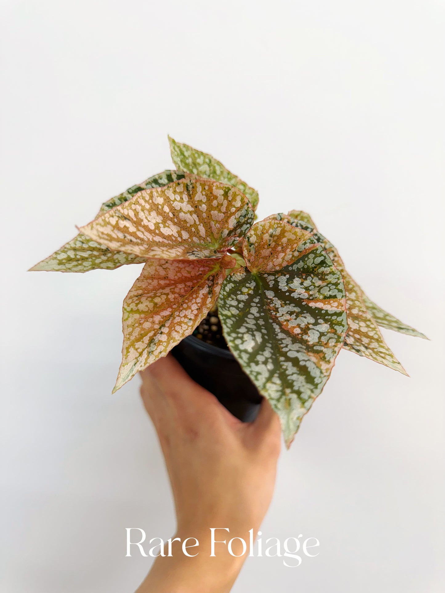 Begonia Snow Capped Variegated 4”