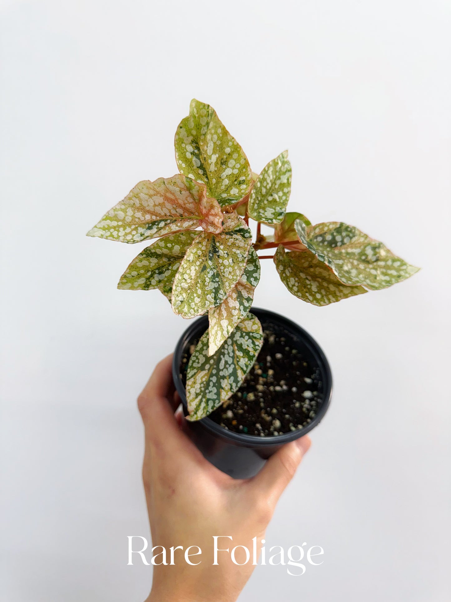 Begonia Snow Capped Variegated 4”