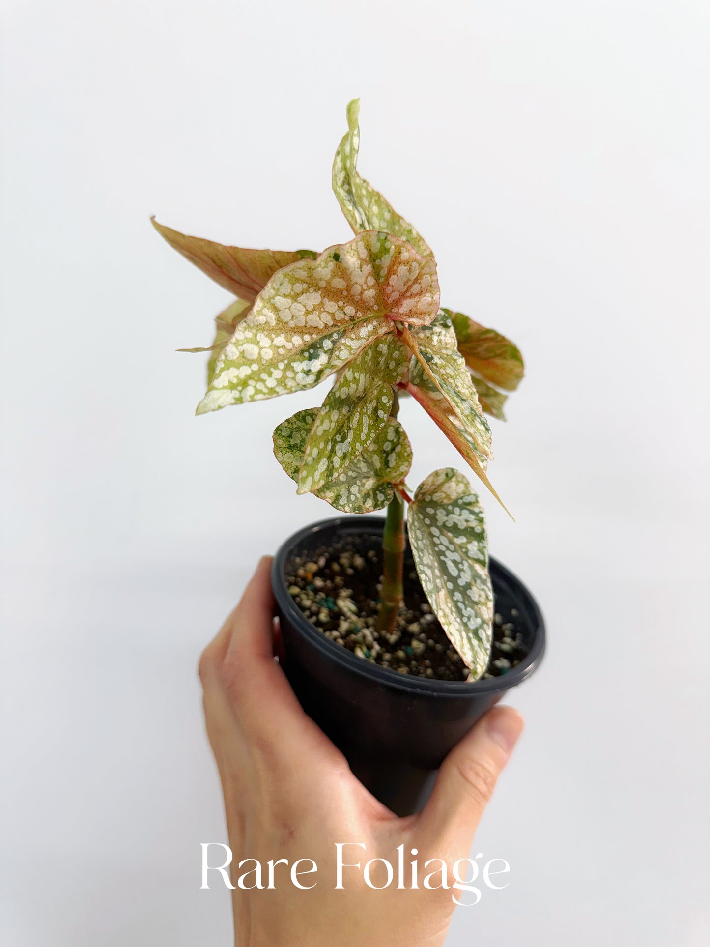 Begonia Snow Capped Variegated 4”