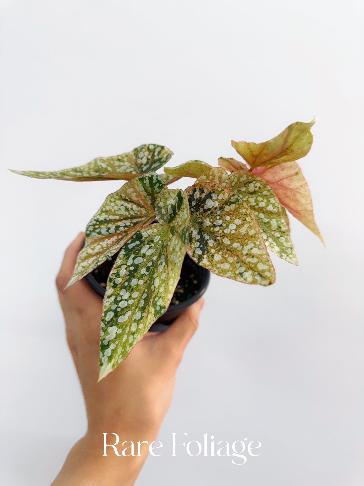 Begonia Snow Capped Variegated 4”