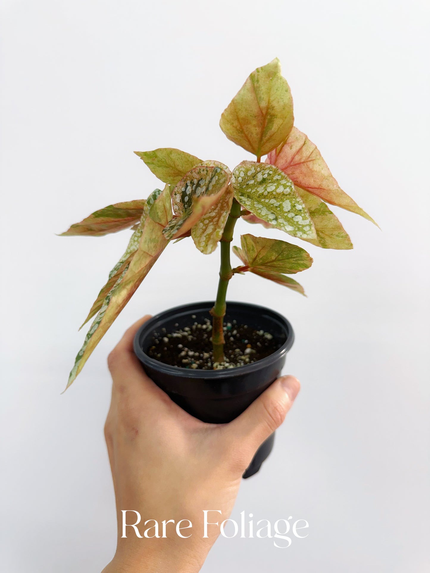 Begonia Snow Capped Variegated 4”