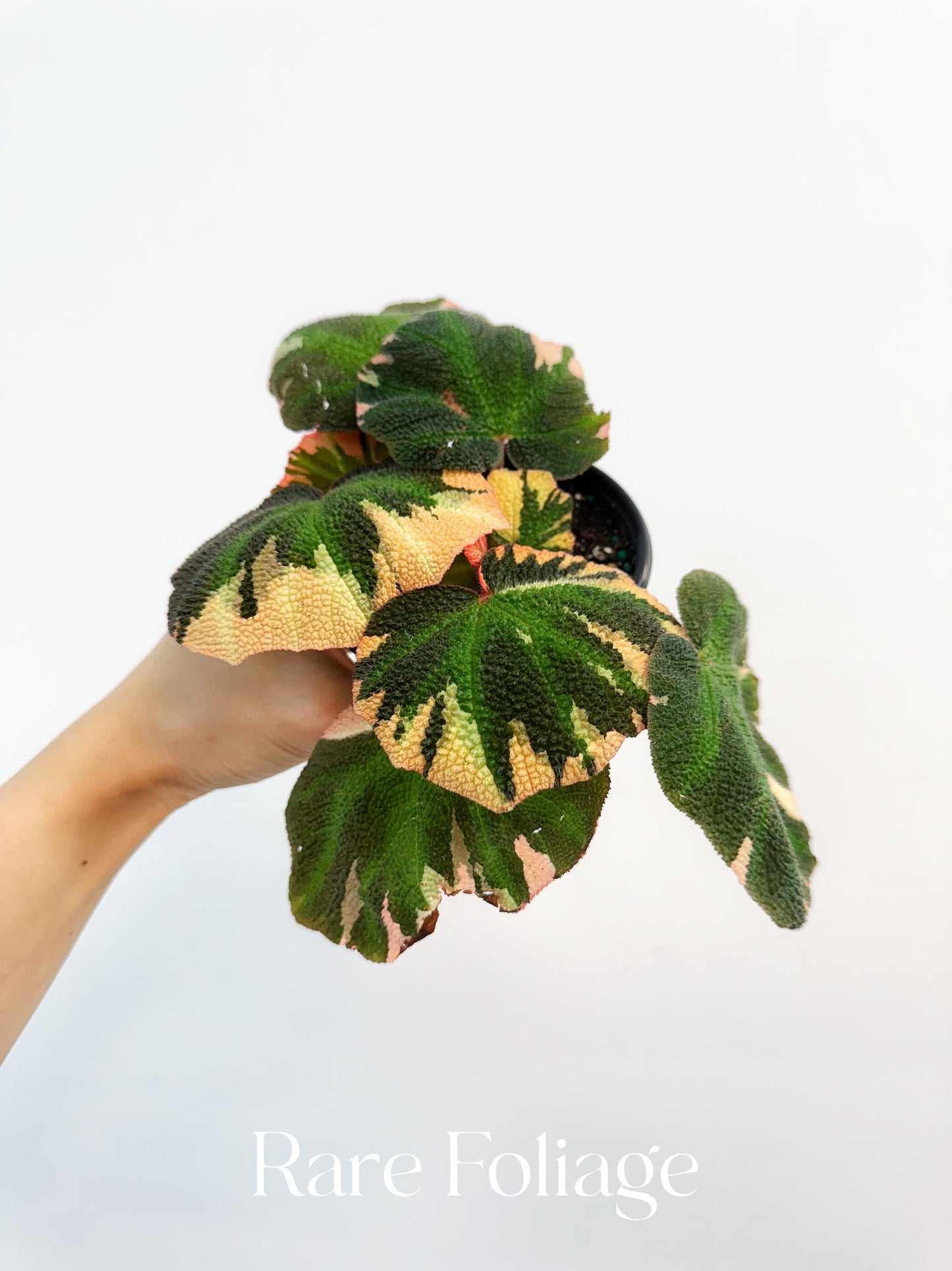 Begonia Soli Mutata Variegated 4”