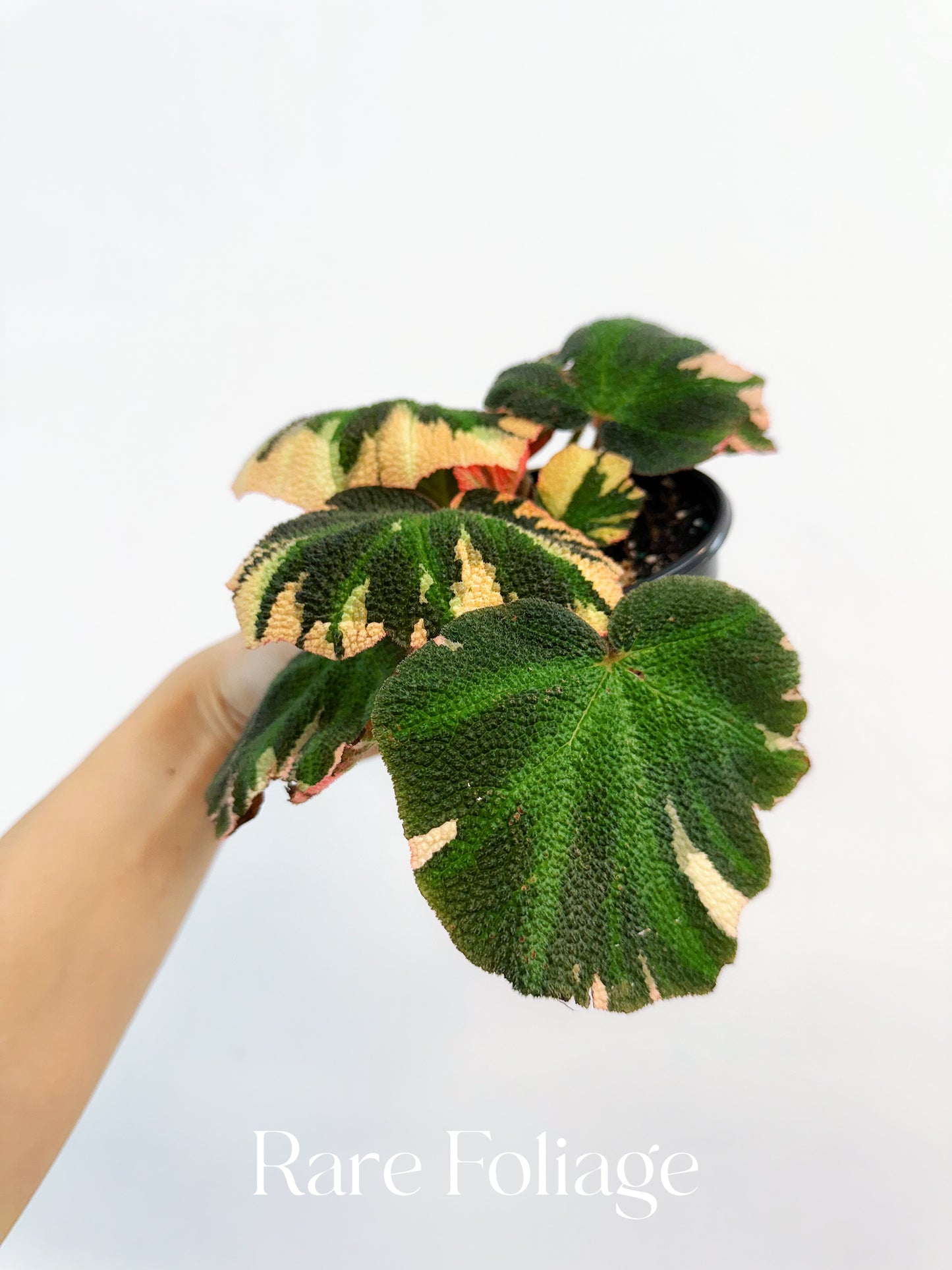 Begonia Soli Mutata Variegated 4”