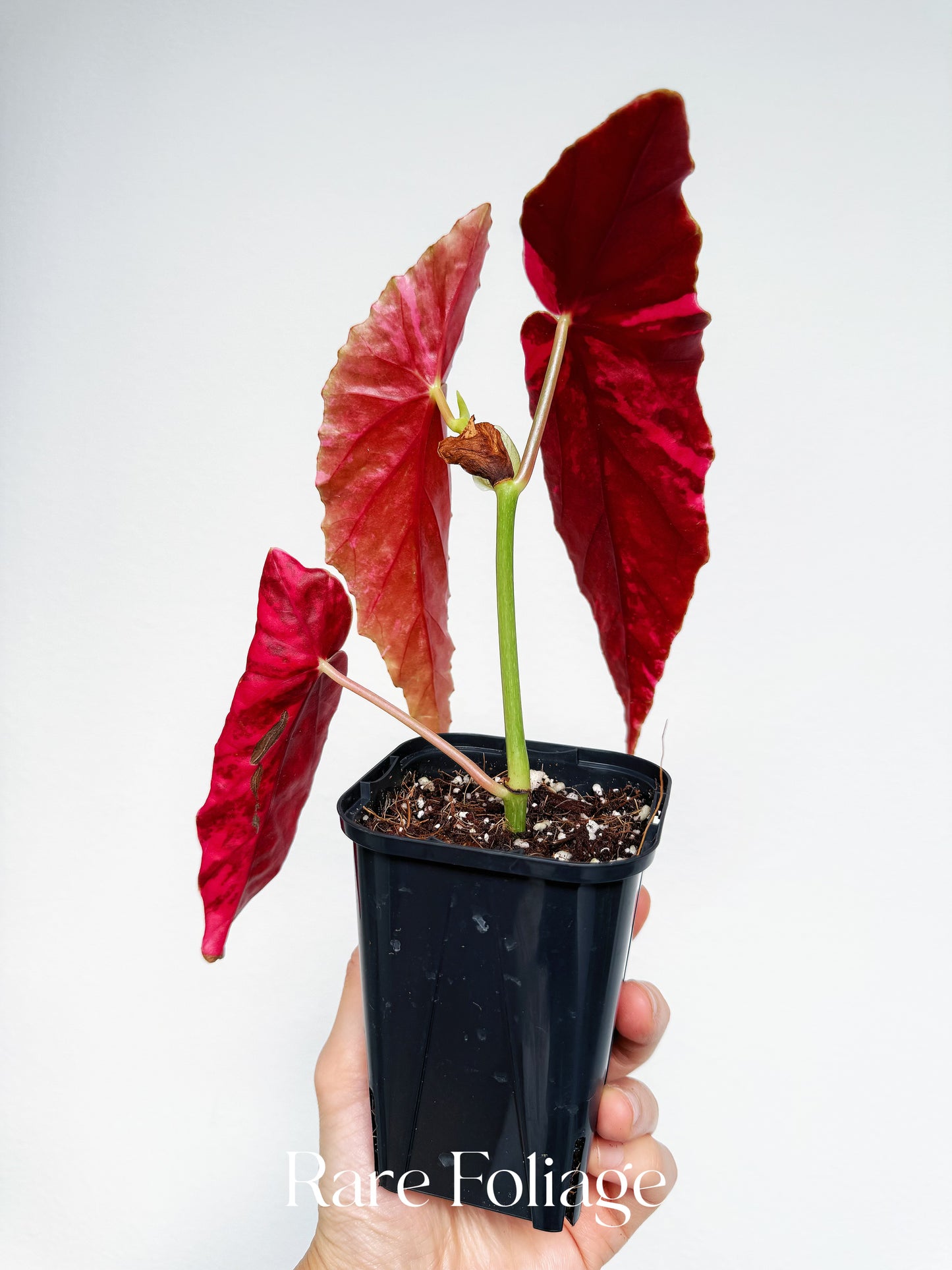 Begonia Maculata Pink Variegated 3” Exact Plant