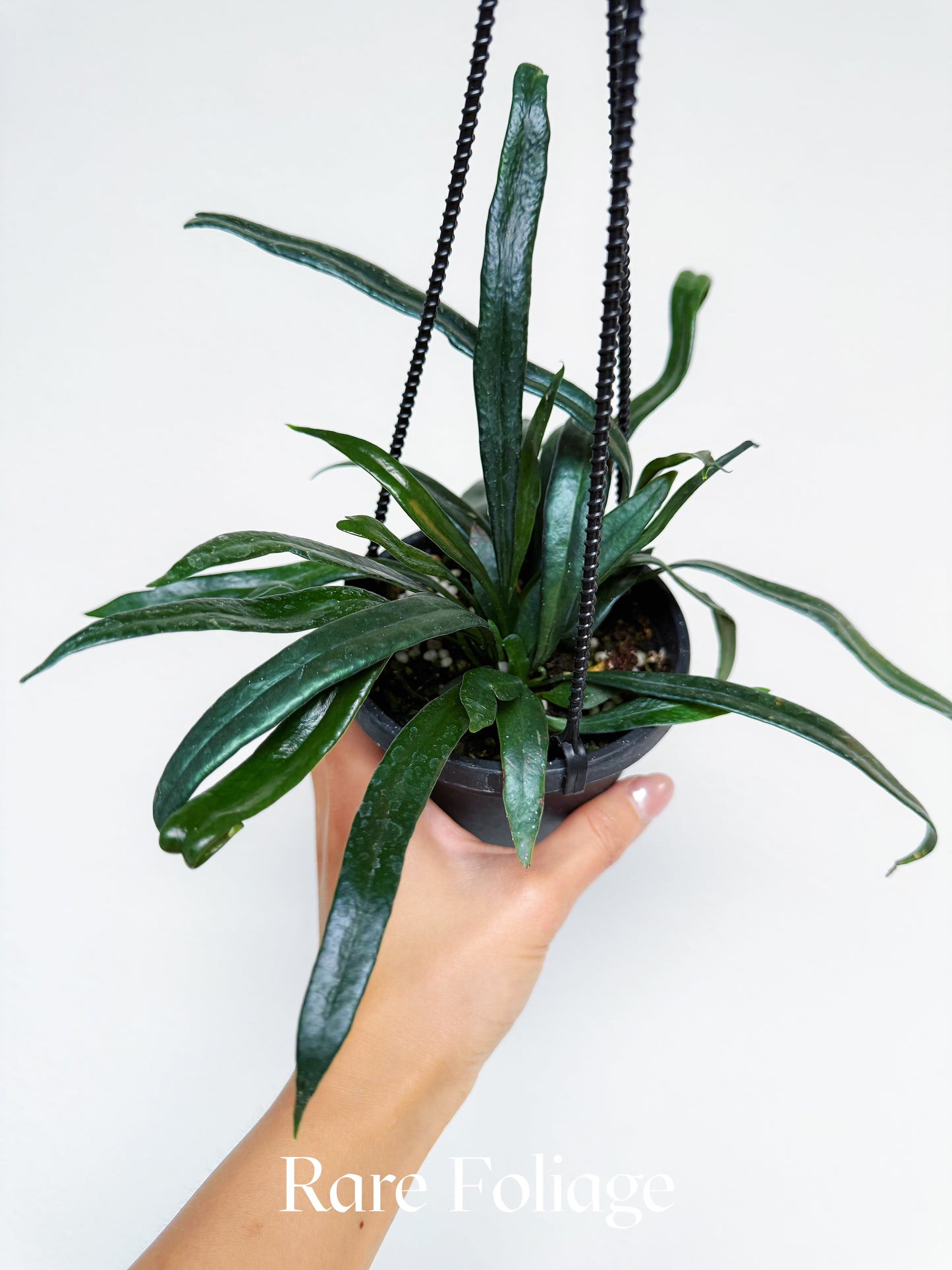 Blue Oil Fern 4” Hanging Basket
