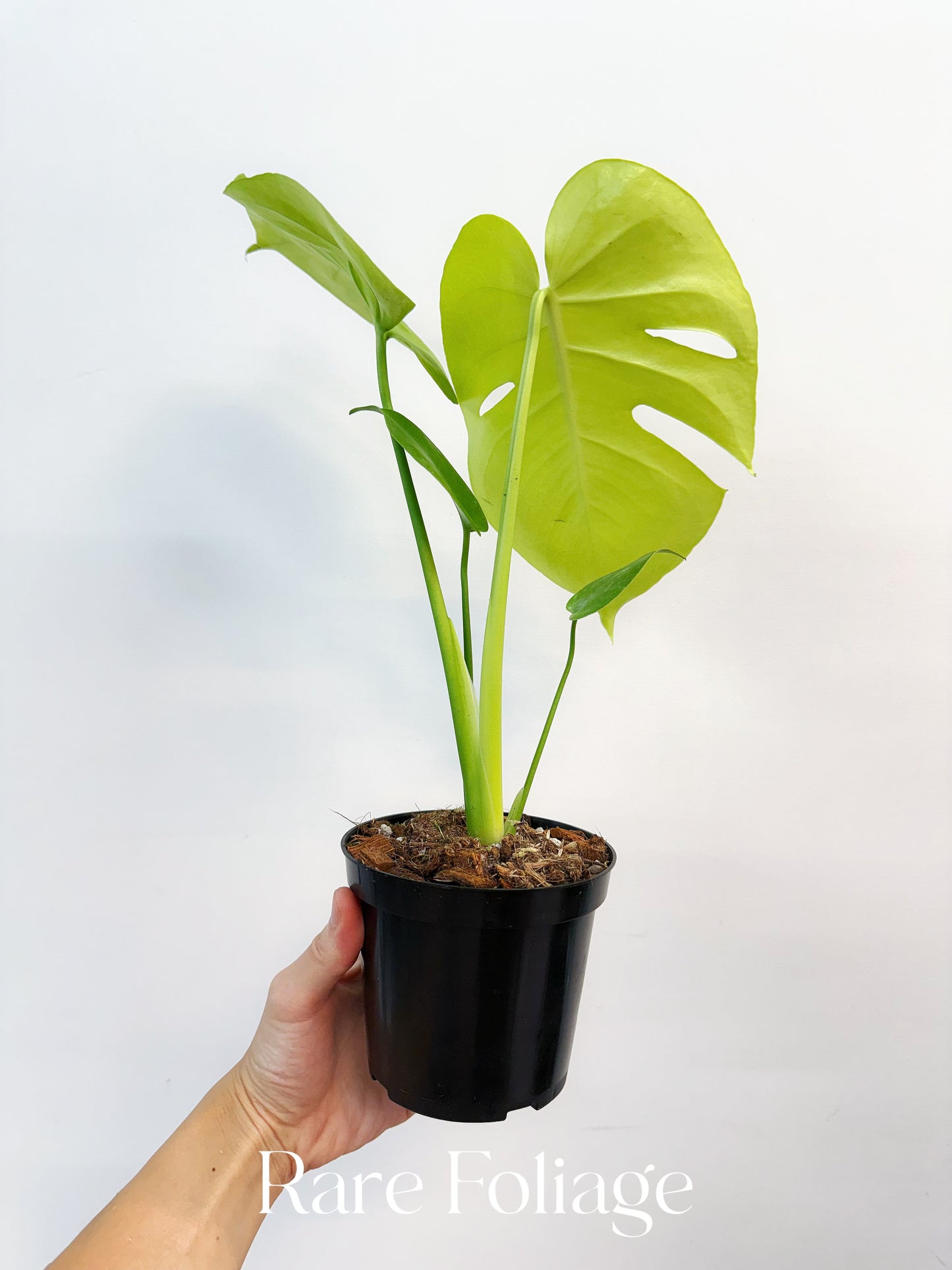 Monstera Lemon Lime 4”