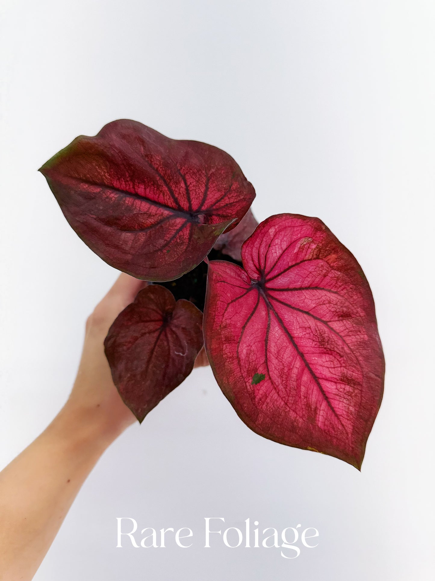 Caladium Hot Dance 4”