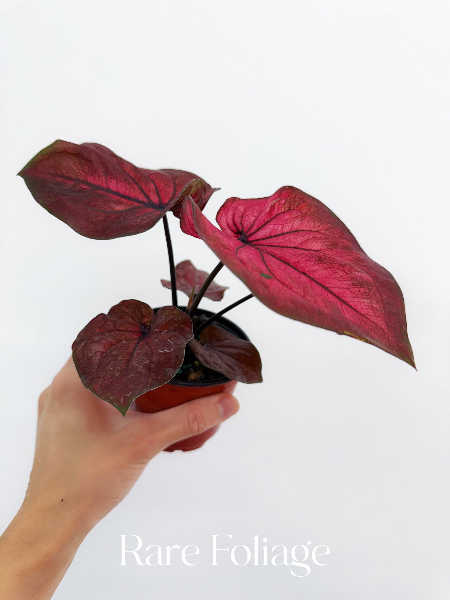 Caladium Hot Dance 4”